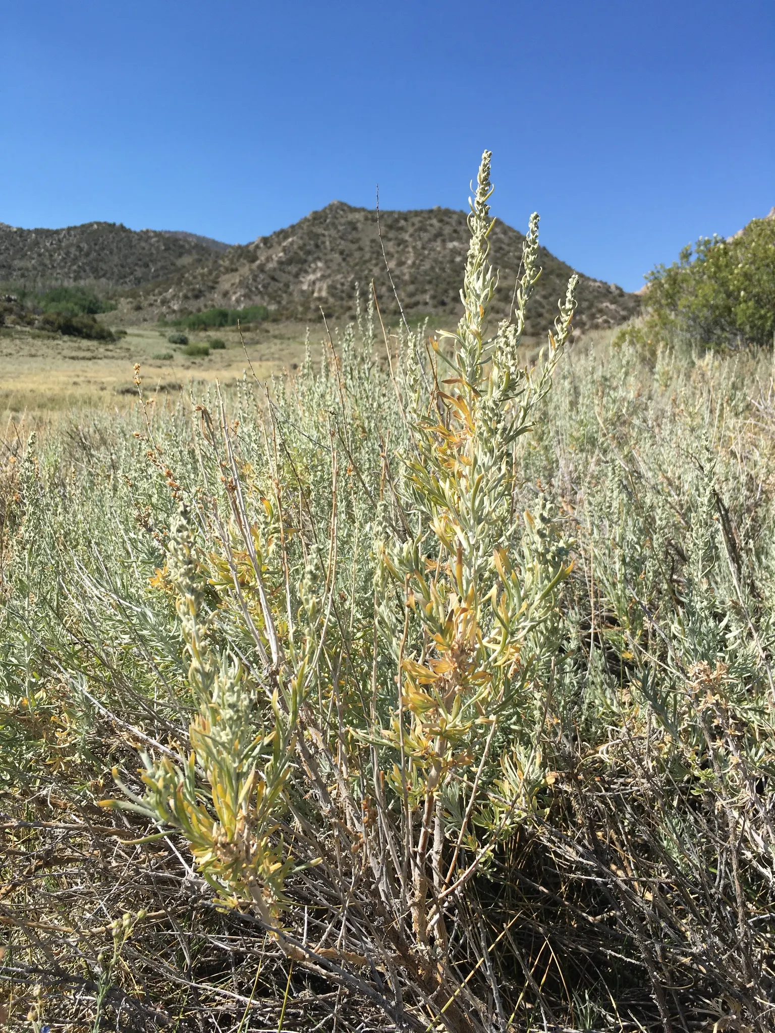 California Sagebrush (Artemisia Californica) — the California Sagebrush is a valuable component of habitat gardens