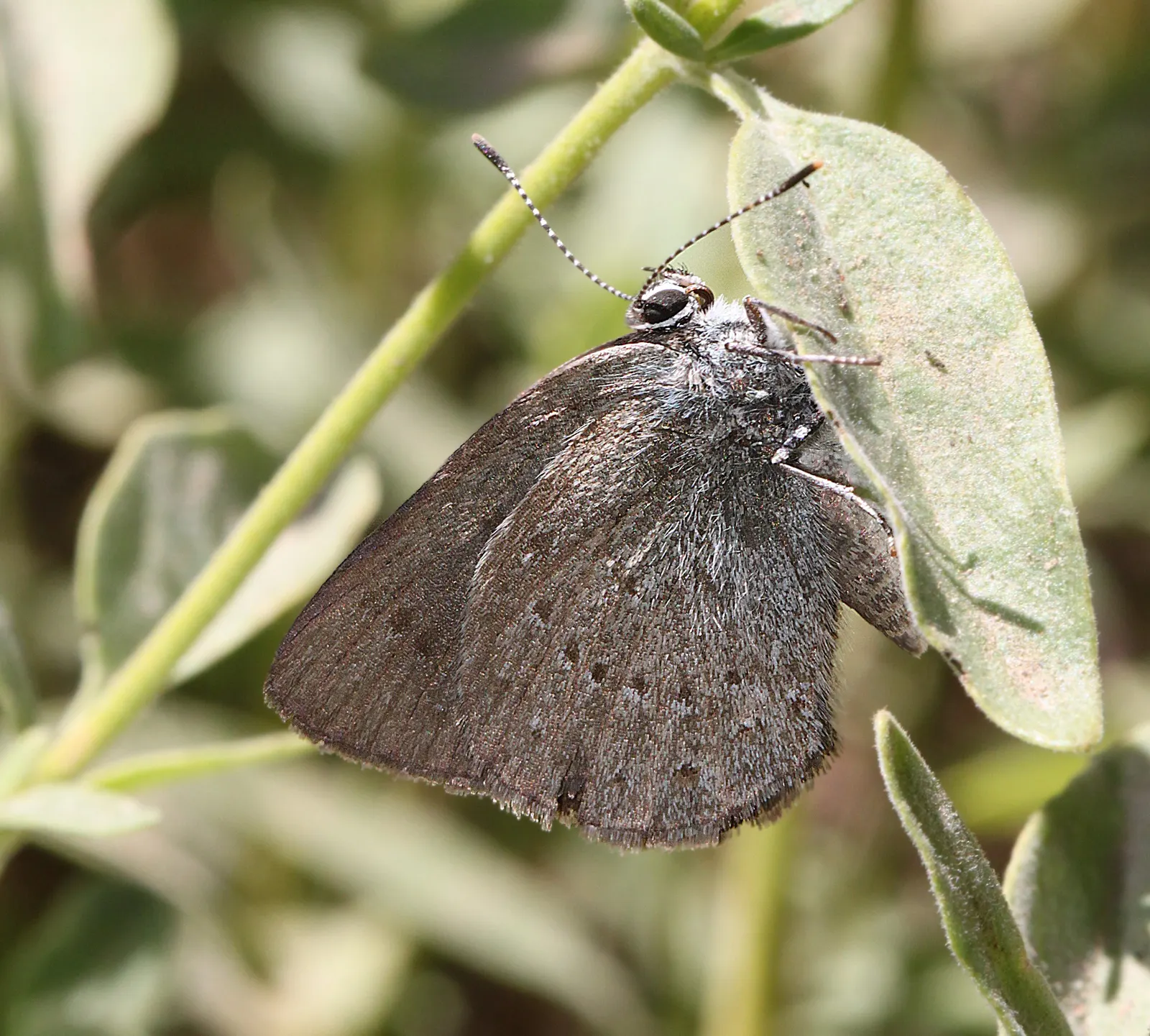 California Sagebrush (Artemisia Californica) — often reminiscent of sage