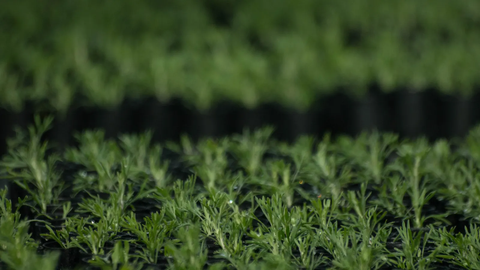California Sagebrush (Artemisia Californica) — attracting wildlife while requiring minimal maintenance once established