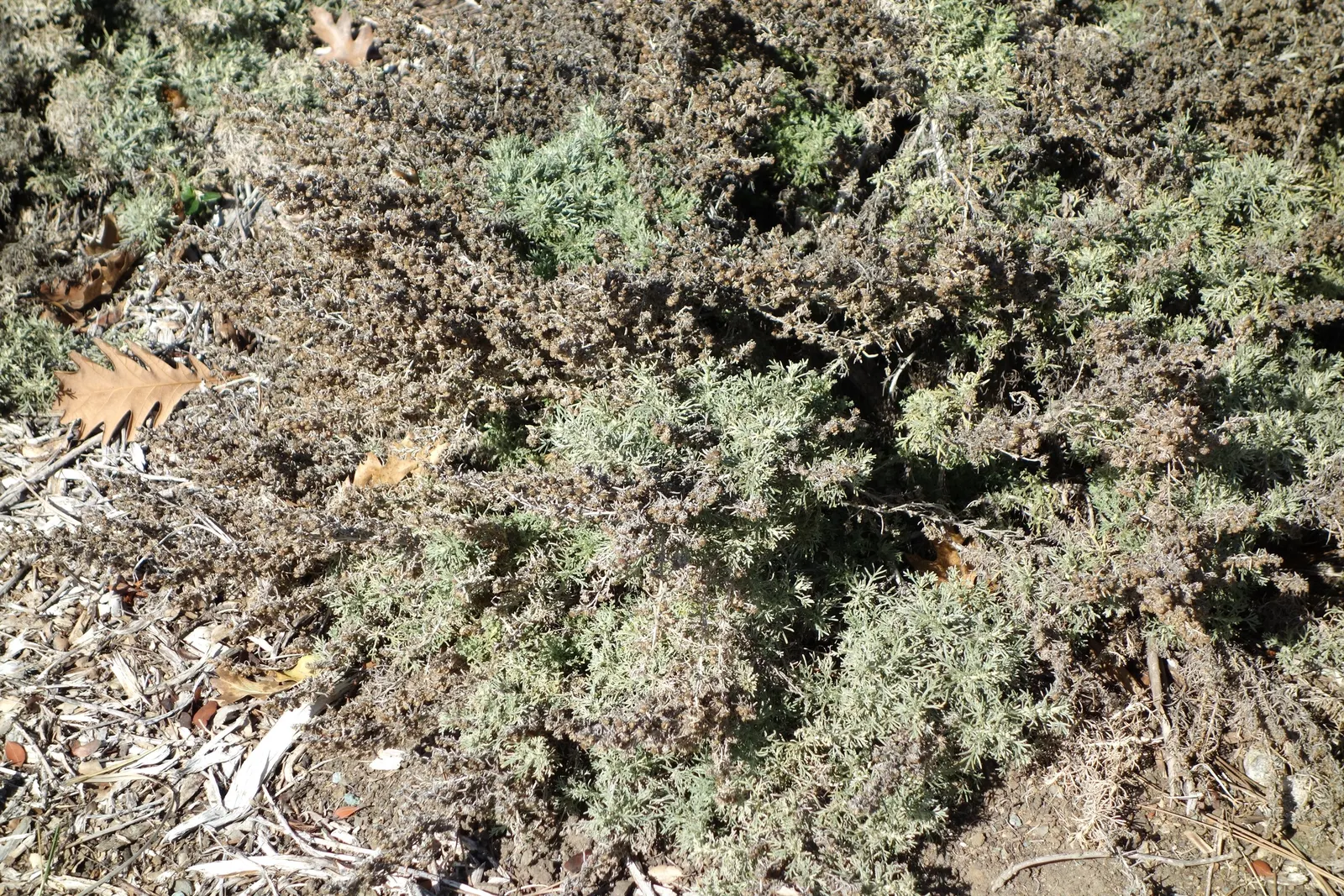 California Sagebrush (Artemisia Californica) — promoting stability and resilience in arid environments.<br><br>With a hardiness zone range from 8 to 10; shrub