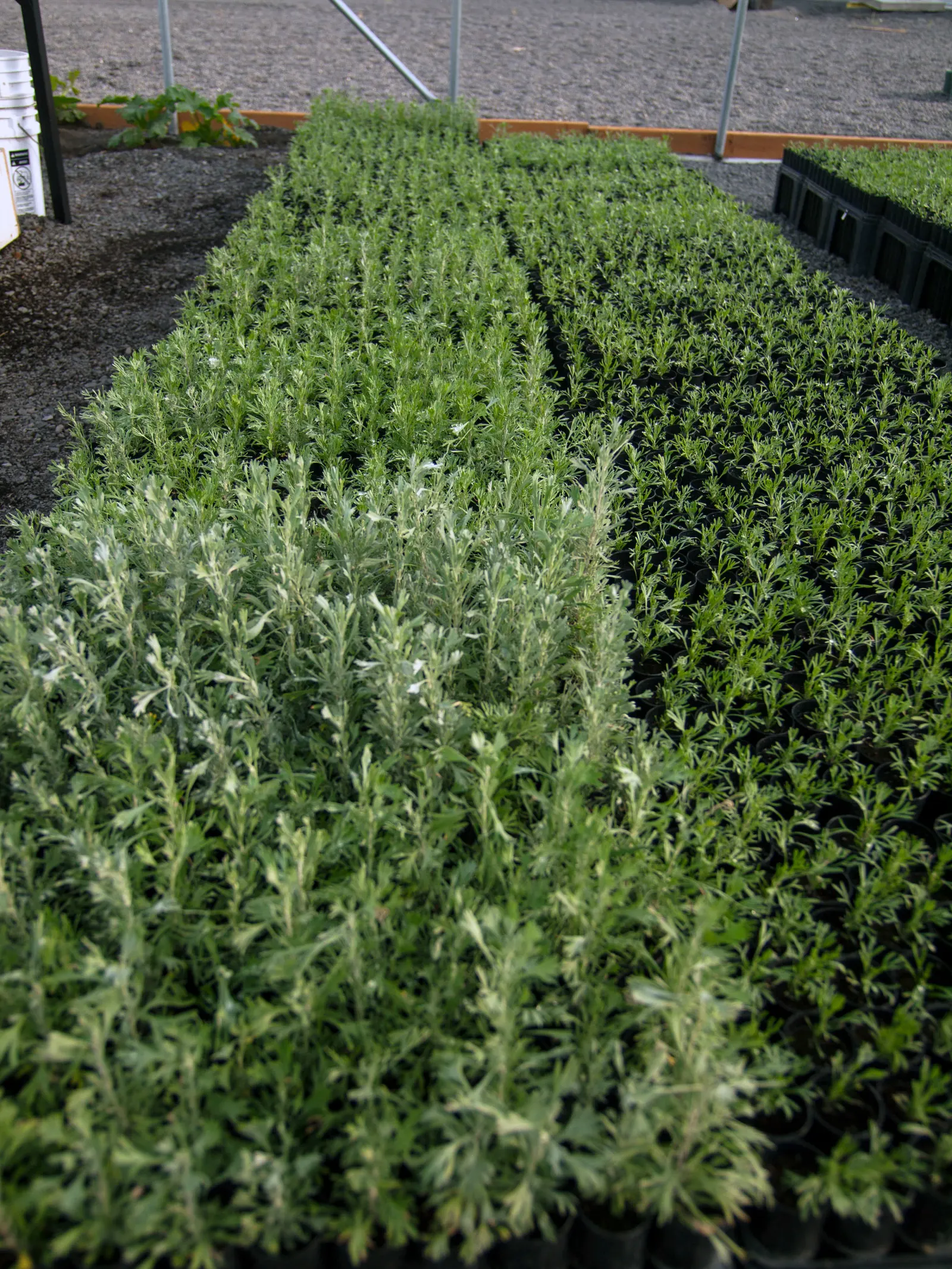 California Sagebrush (Artemisia Californica) — native perennial shrub reaching 2 to 3 feet in height