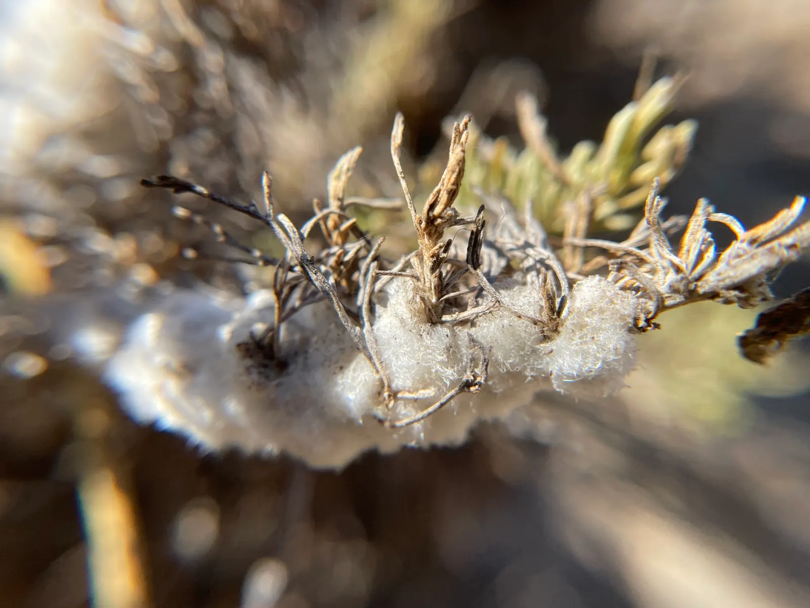 California Sagebrush (Artemisia Californica) — Regular trimming will also prevent the plant from becoming too woody.<br><br>Attracting native, image 38