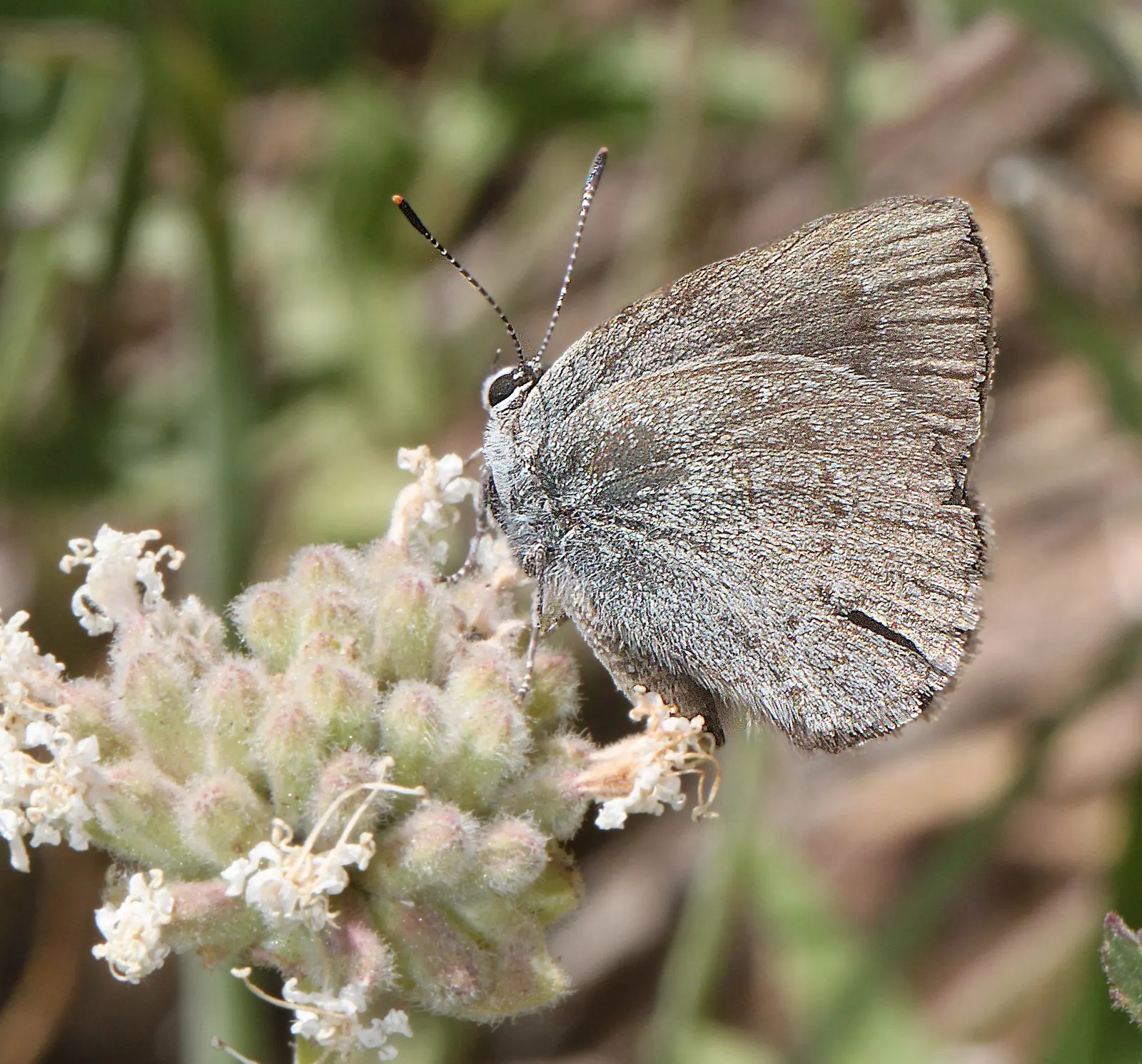 California Sagebrush (Artemisia Californica) — feathery leaves release a distinct aromatic scent when brushed or crushed