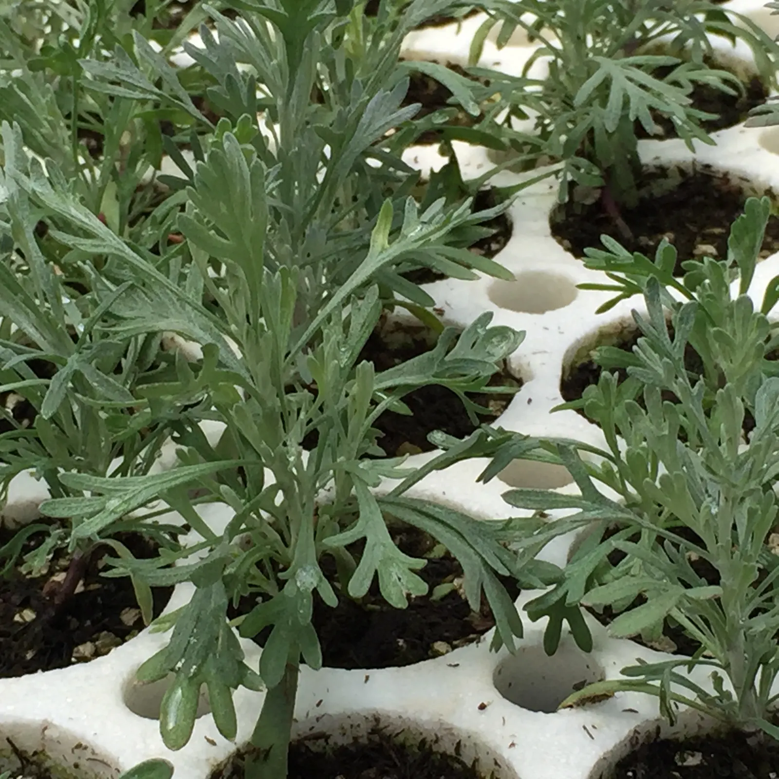 California Sagebrush (Artemisia Californica) — This drought-tolerant plant exhibits feathery, silver-gray foliage and provides a pleasant sage fragrance