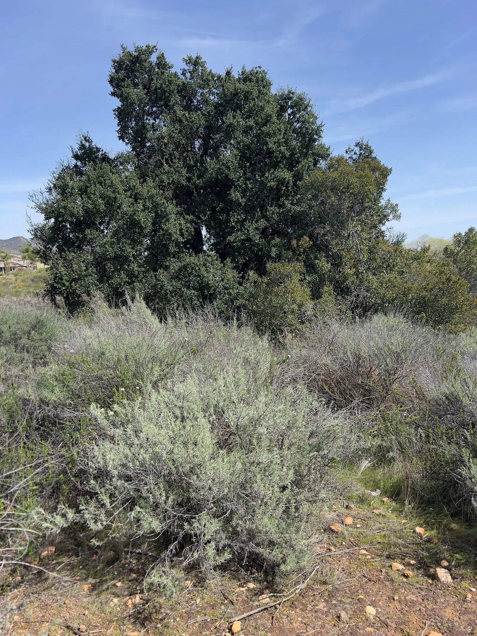 California Sagebrush (Artemisia Californica) — commonly known as California Sagebrush