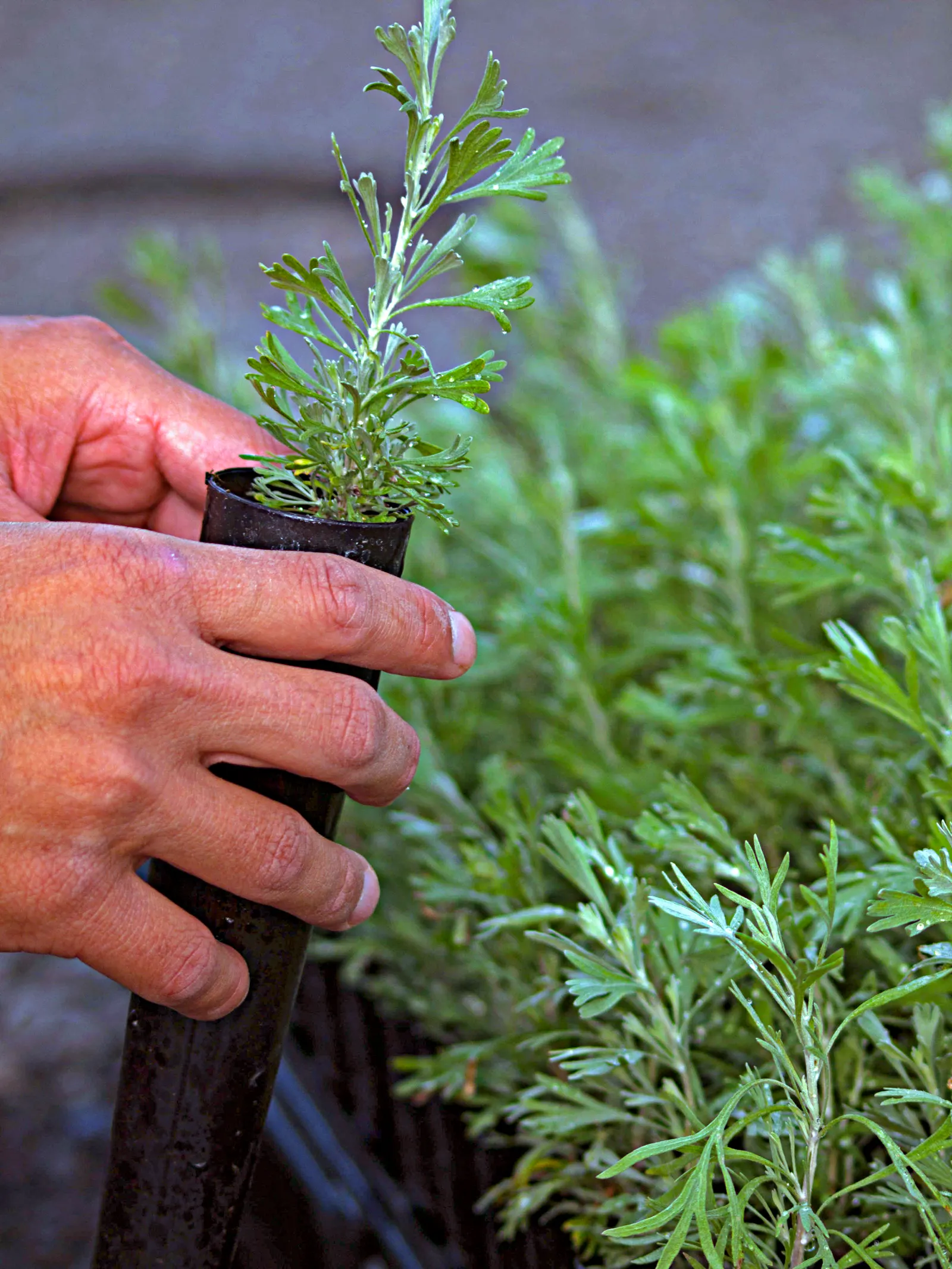 California Sagebrush (Artemisia Californica) — It thrives in full sun and well-drained soil, flourishing in USDA zones 7-10