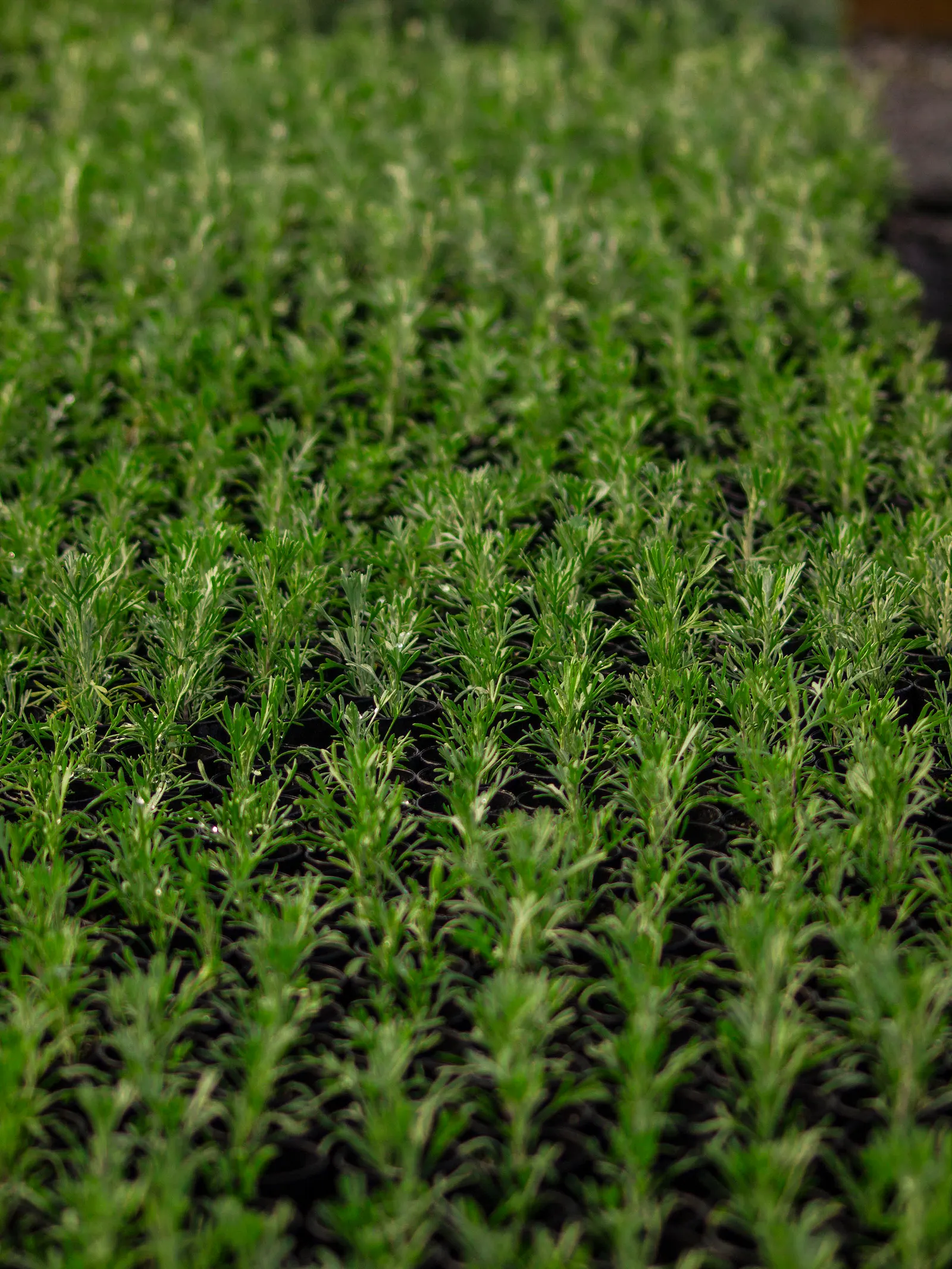 California Sagebrush (Artemisia Californica) — is an indigenous perennial shrub that graces the coastal chaparral and foothills of California