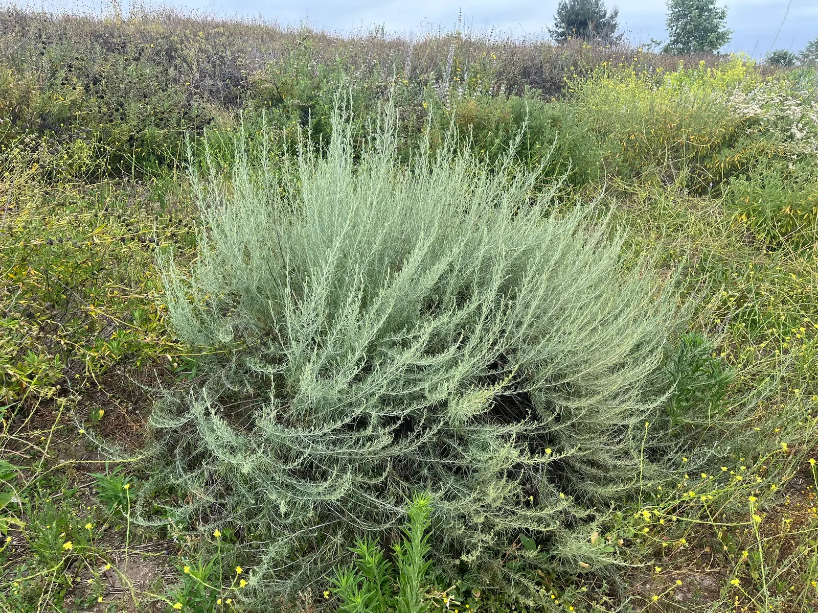 California Sagebrush (Artemisia Californica) — such as butterflies and small birds; attracting wildlife while requiring minimal maintenance once established