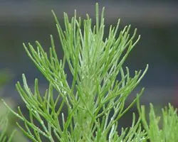California Sagebrush (Artemisia Californica) — making it an ideal candidate for slopes and banks where erosion control is sought; esteemed for its fragrant
