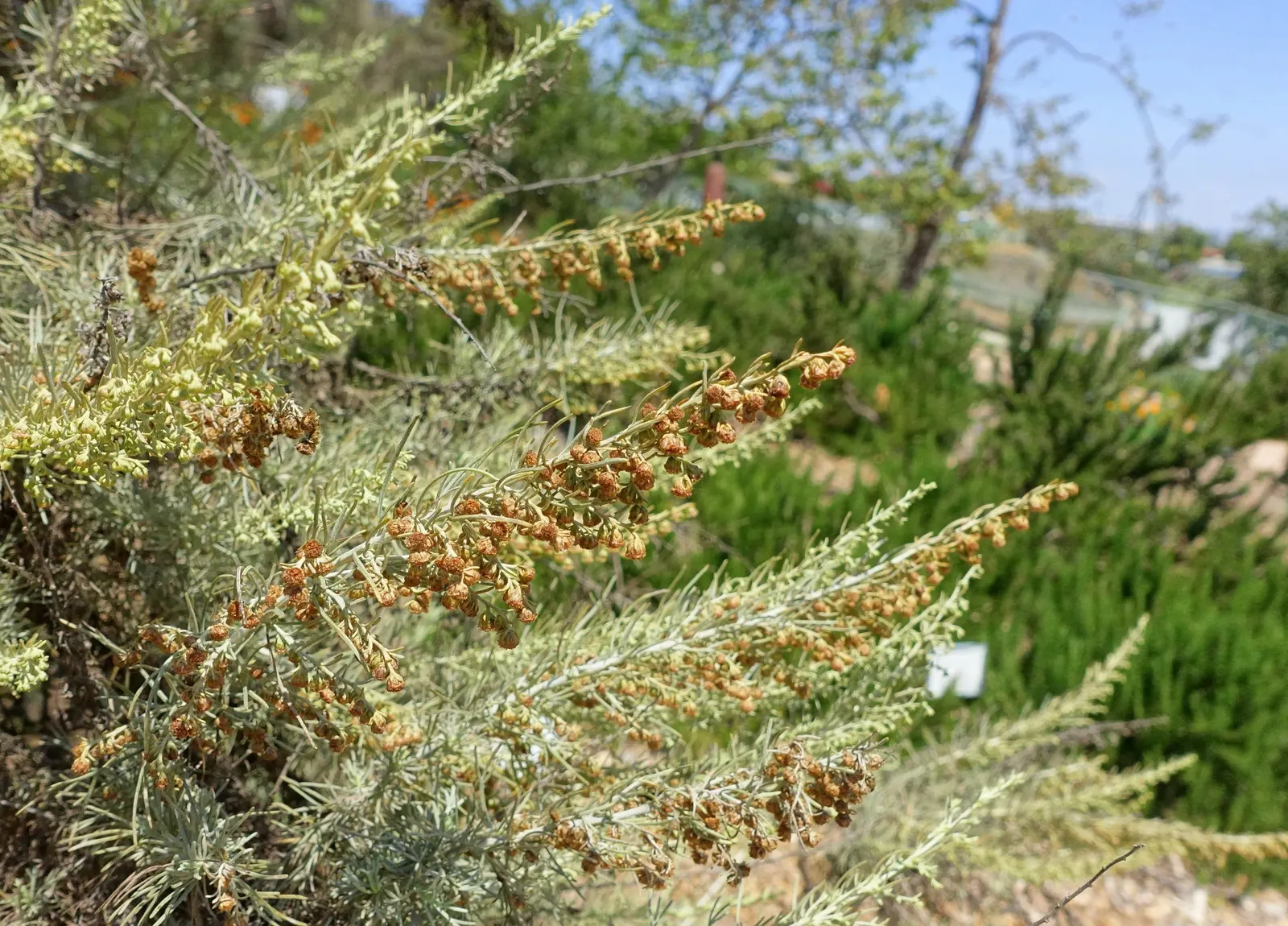 California Sagebrush (Artemisia Californica) — It benefits from occasional pruning in late fall to maintain shape and promote robust new growth in, image 37