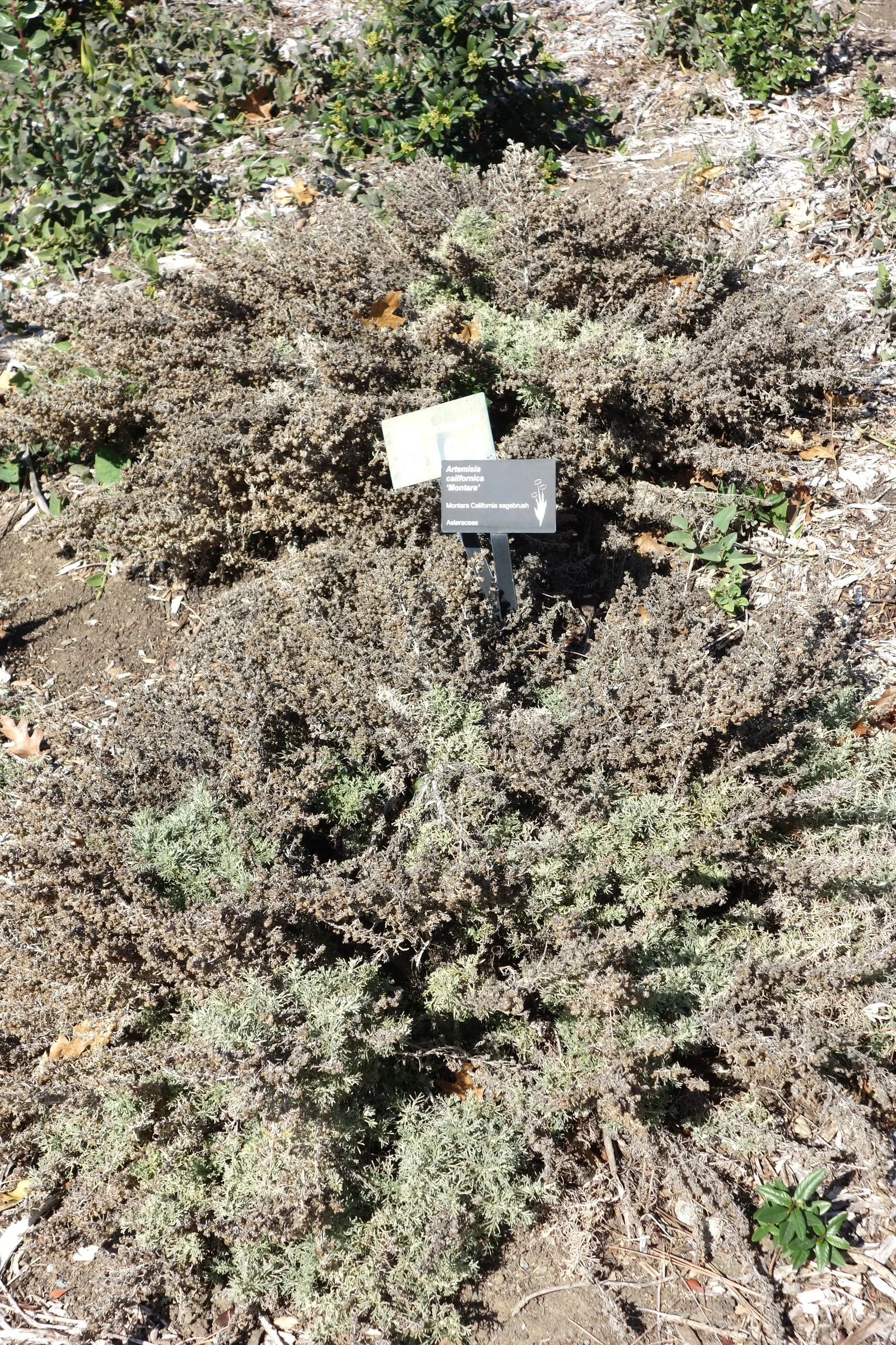 California Sagebrush (Artemisia Californica) — the Artemisia californica demands minimal maintenance; is an indigenous perennial shrub that graces the coastal