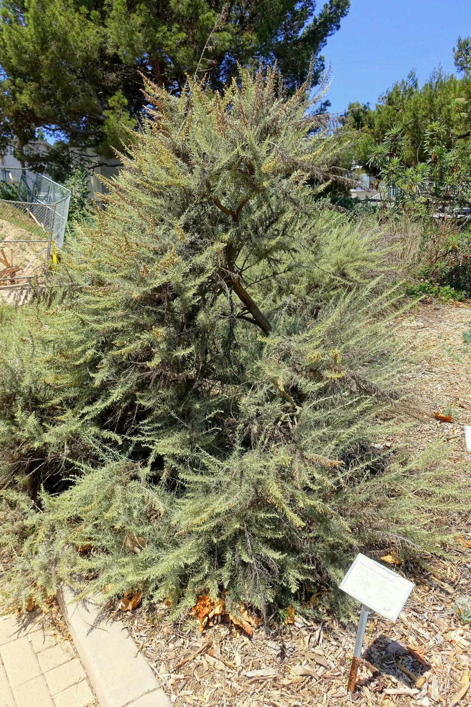 California Sagebrush (Artemisia Californica) — The California Sagebrush's root system is deep and extensive; it benefits from occasional pruning in late fall