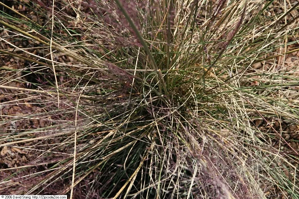 White Cloud Awn Muhly (Muhlenbergia 'White Cloud') — blue-green foliage creates a dense and lush appearance at the base