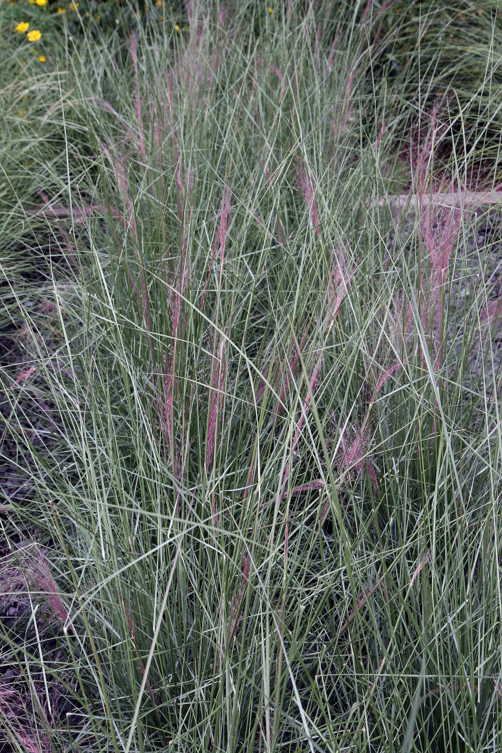 White Cloud Awn Muhly (Muhlenbergia 'White Cloud') — with the real show beginning in late summer to early fall.<br><br>As autumn approaches