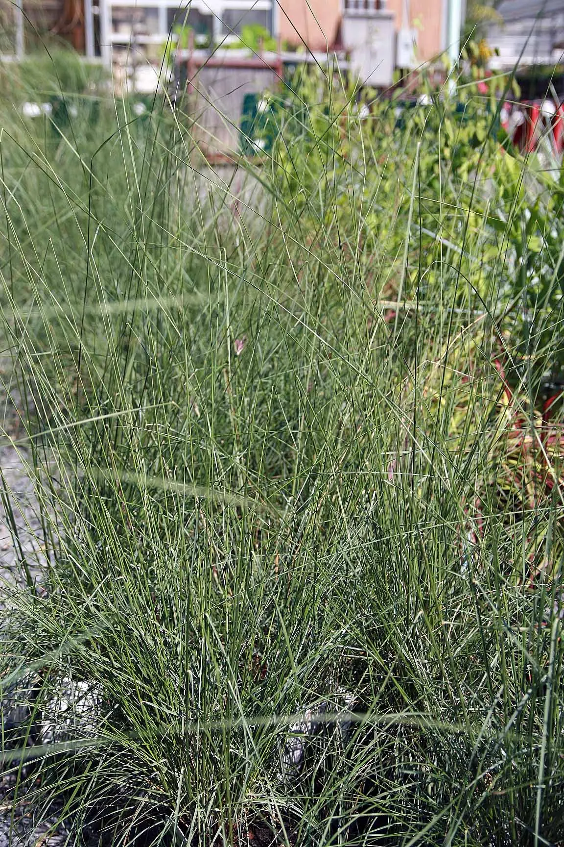 White Cloud Awn Muhly (Muhlenbergia 'White Cloud') — fluffy plumes of white flowers in fall