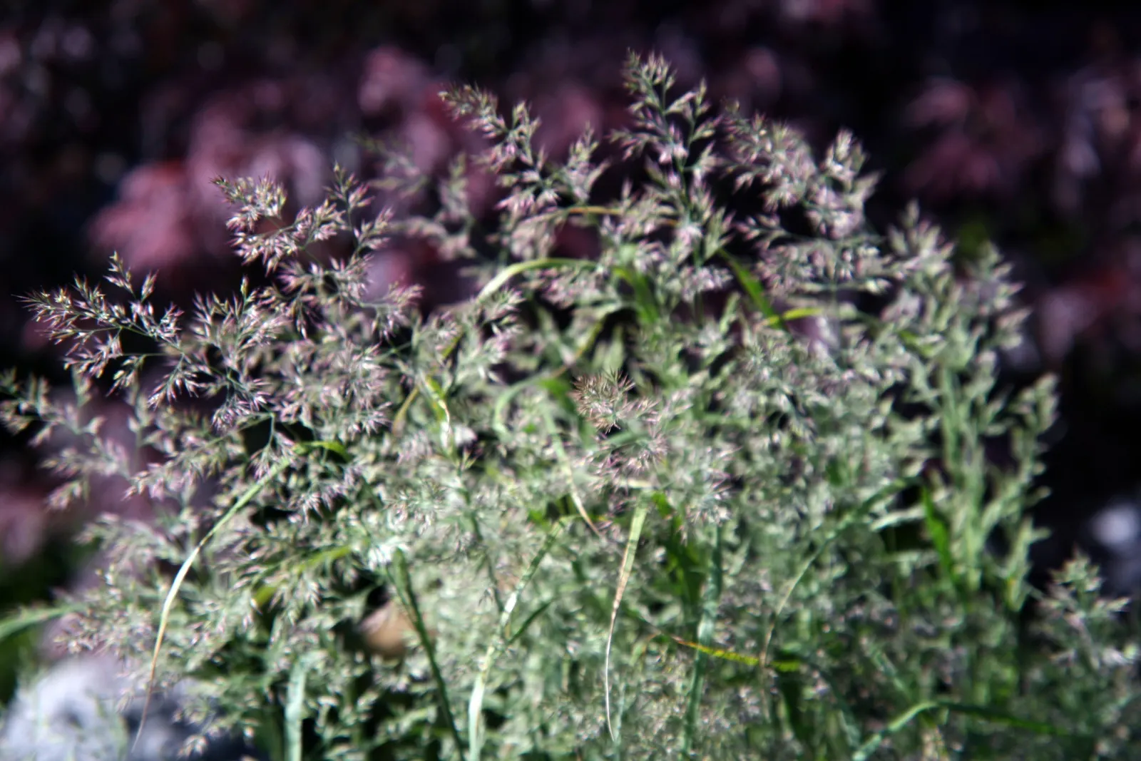 White Cloud Awn Muhly (Muhlenbergia 'White Cloud') — Muhlenbergia capillaris 'White Cloud'