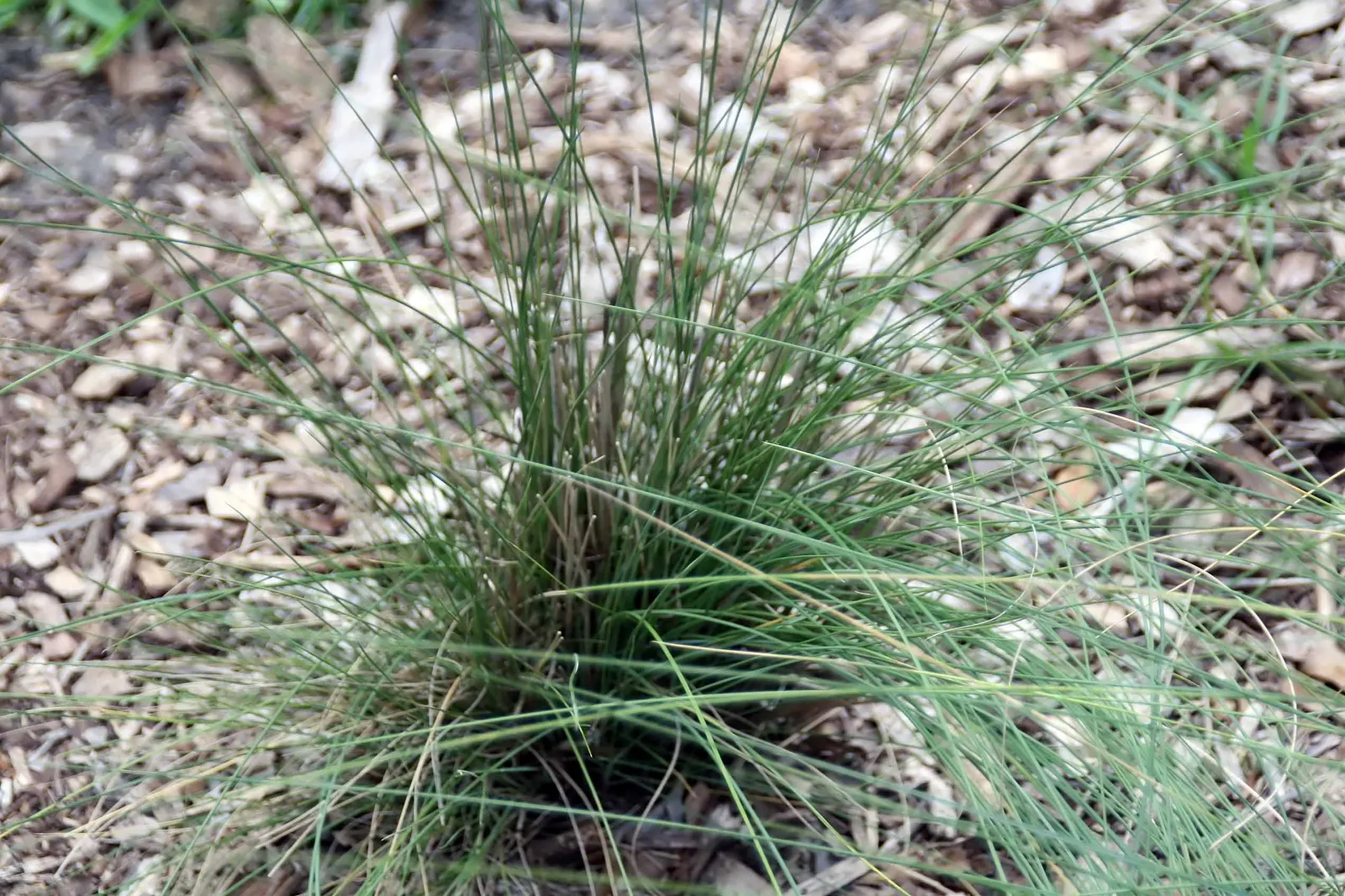 White Cloud Awn Muhly (Muhlenbergia 'White Cloud') — it forms a tidy clump ideal for mass plantings and borders