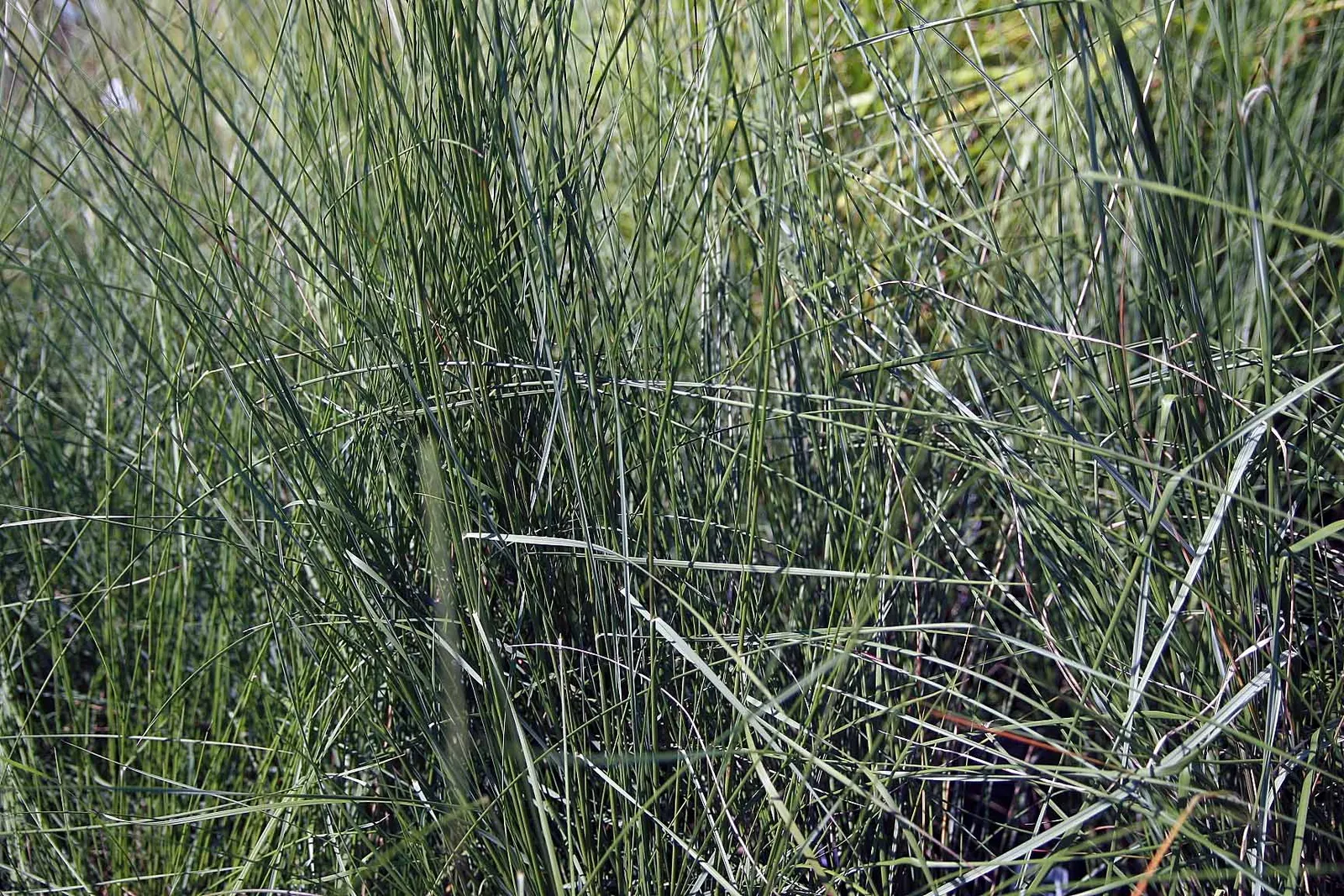 White Cloud Awn Muhly (Muhlenbergia 'White Cloud') — this muhly grass prefers full sun and well-drained soil
