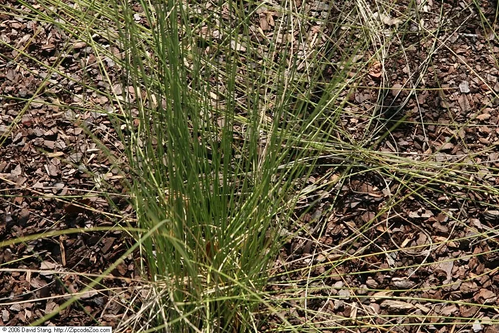 White Cloud Awn Muhly (Muhlenbergia 'White Cloud') — is an elegant ornamental grass with visual interest that extends through multiple seasons