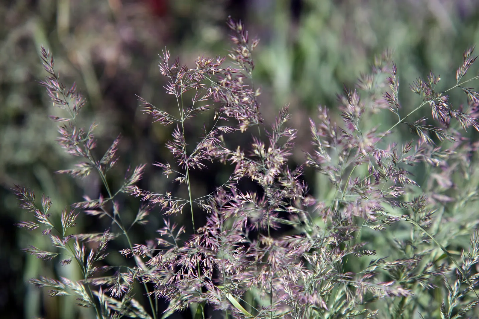 White Cloud Awn Muhly (Muhlenbergia 'White Cloud') — Hardy and drought-tolerant