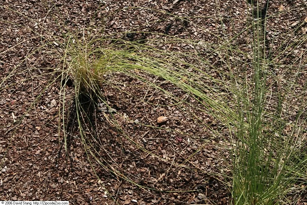 White Cloud Awn Muhly (Muhlenbergia 'White Cloud') — commonly referred to as White Cloud Awn Muhly