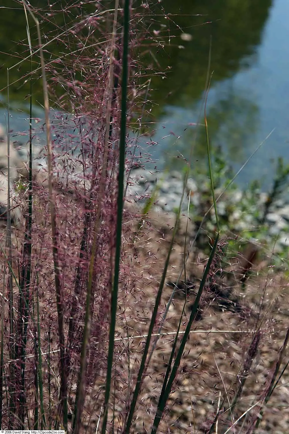 White Cloud Awn Muhly (Muhlenbergia 'White Cloud') — Reaching up to 3 feet in height and 2 to 3 feet in width