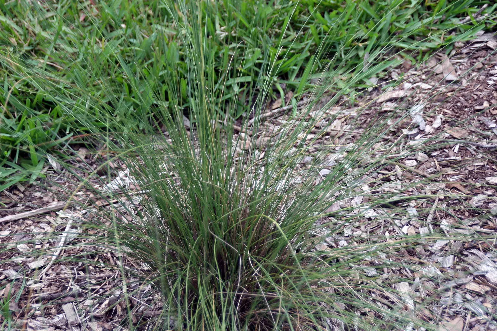 White Cloud Awn Muhly (Muhlenbergia 'White Cloud') — offering low maintenance and stunning seasonal interest
