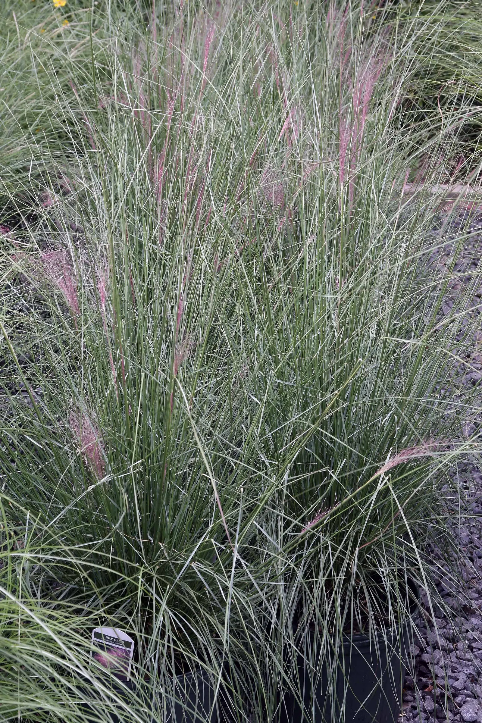 White Cloud Awn Muhly (Muhlenbergia 'White Cloud') — feathery blooms rise just above the foliage
