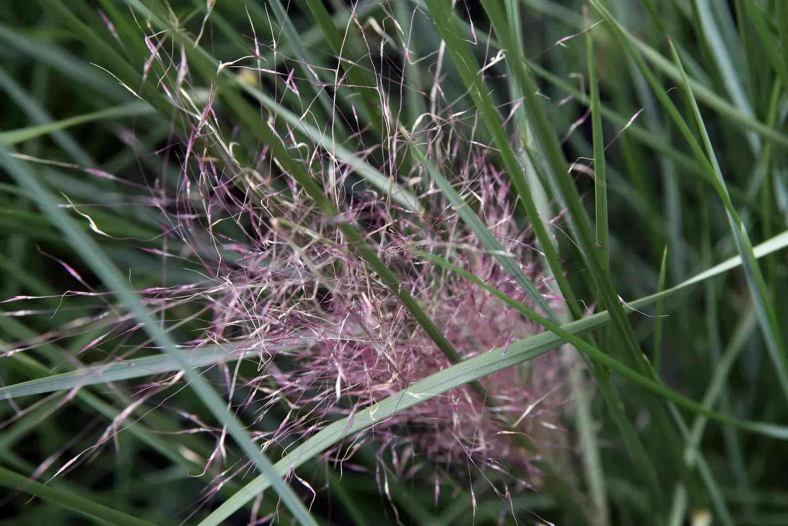 White Cloud Awn Muhly (Muhlenbergia 'White Cloud') — White Cloud Awn Muhly displays its namesake feature: an ethereal array of billowy flower panicles