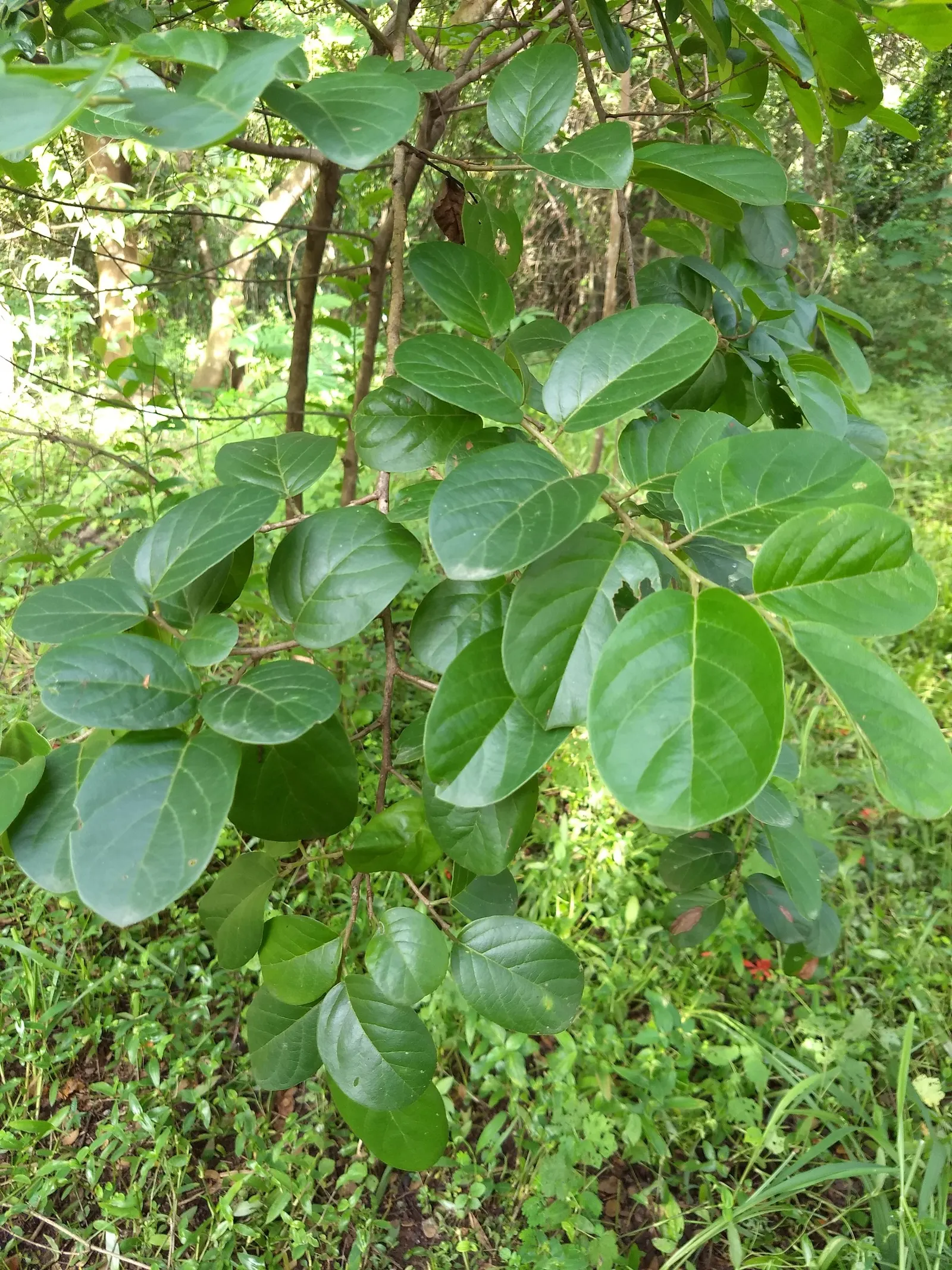 Allegheny Serviceberry (Amelanchier Laevis) — With a moderate growth rate