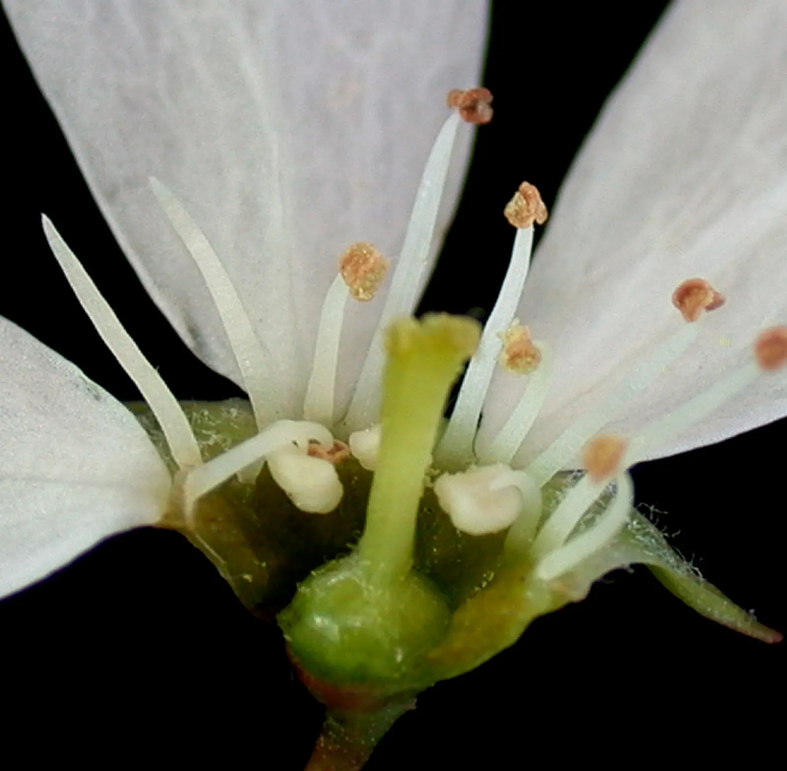 Allegheny Serviceberry (Amelanchier Laevis) — Amelanchier laevis blooms profusely in early spring