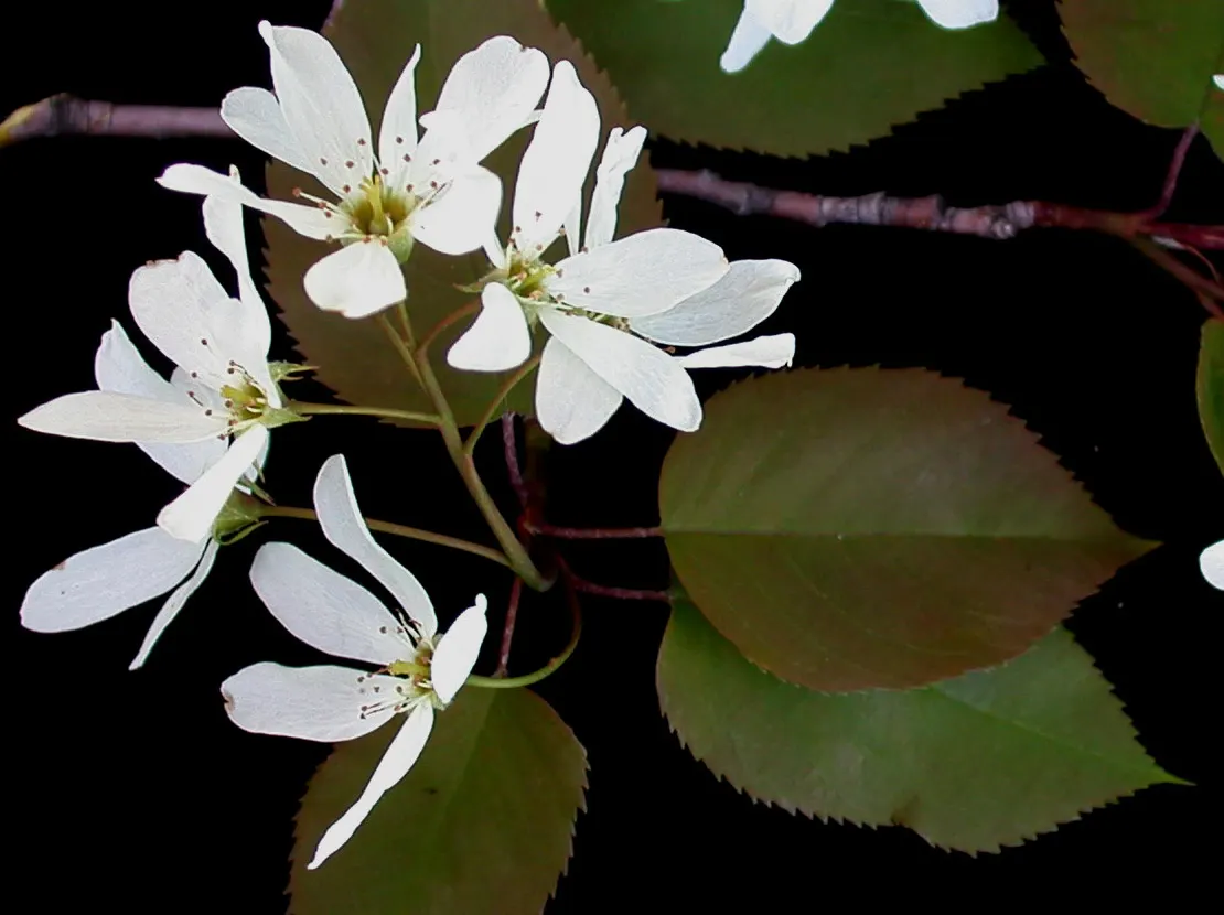 Allegheny Serviceberry (Amelanchier Laevis) — This low-maintenance native prefers well-drained soils and thrives in full sun to partial shade; shrub / tree