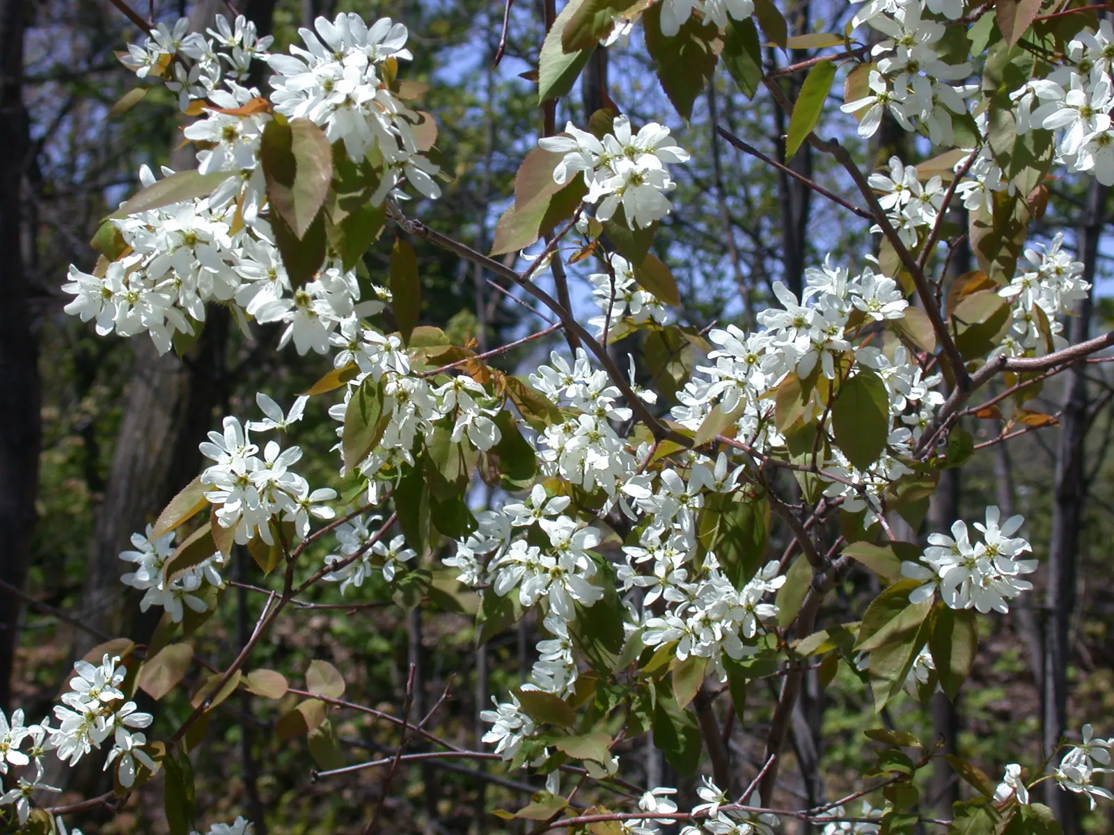 Allegheny Serviceberry (Amelanchier Laevis) — although it prefers moist; prized for its multi-season interest