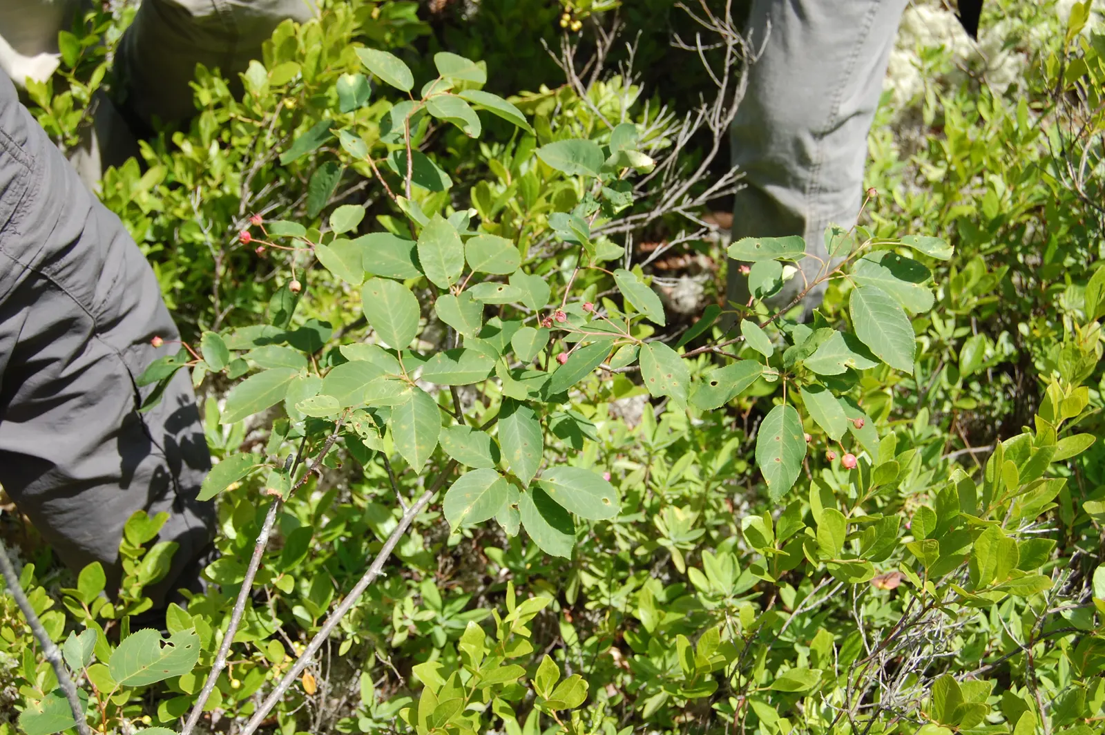 Allegheny Serviceberry (Amelanchier Laevis) — oblong leaves of the Allegheny Serviceberry are a lustrous dark green in summer