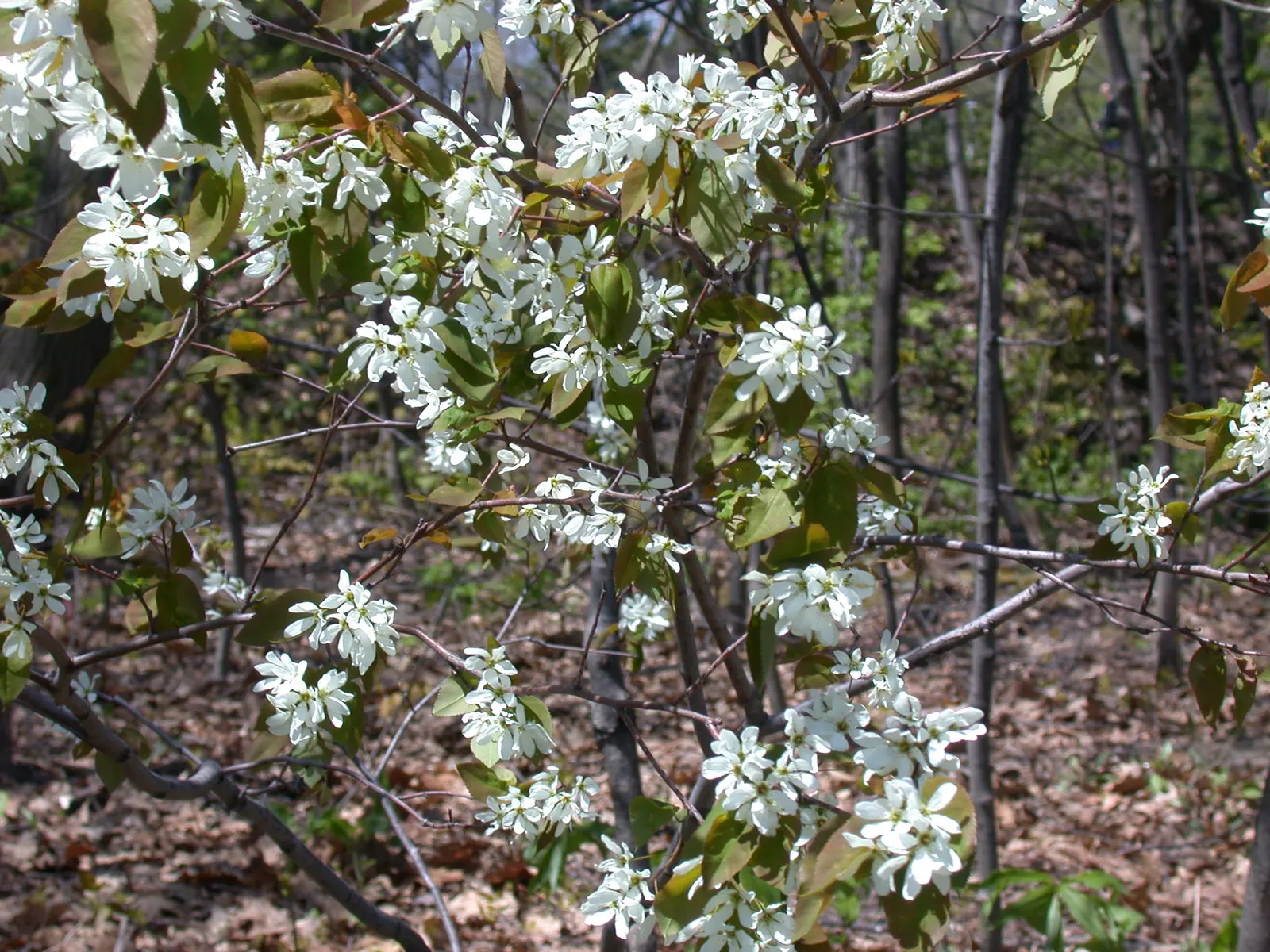 Allegheny Serviceberry (Amelanchier Laevis) — Prized for its multi-season interest; this low-maintenance native prefers well-drained soils and thrives in full