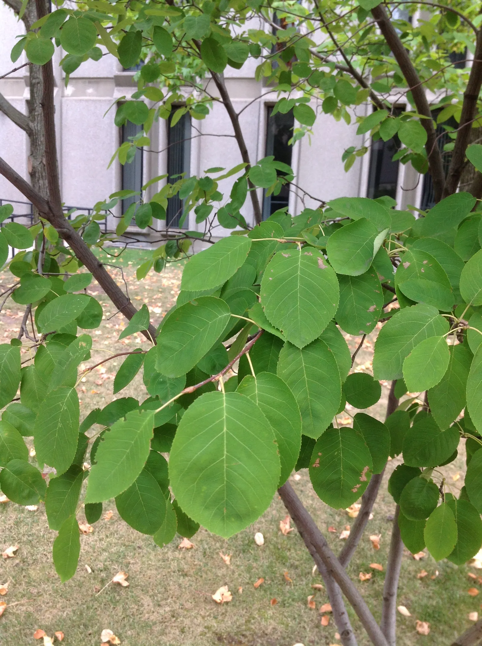 Allegheny Serviceberry (Amelanchier Laevis) — The blossoms provide an early nectar source for pollinators; these are relished by birds and can be used in