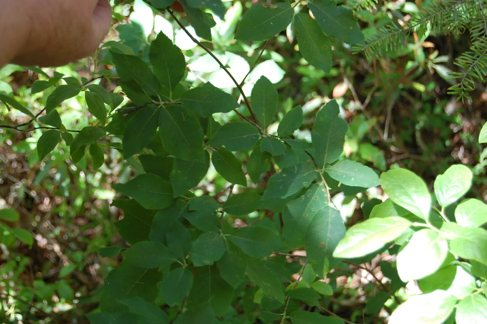 Allegheny Serviceberry (Amelanchier Laevis) — such as bees and butterflies.<br><br>Following flowering