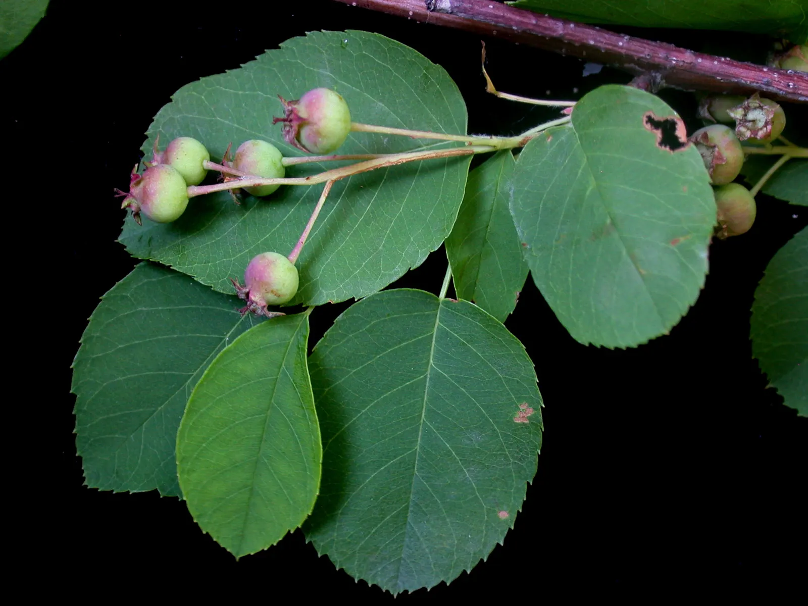 Allegheny Serviceberry (Amelanchier Laevis) — and exude a subtle fragrance