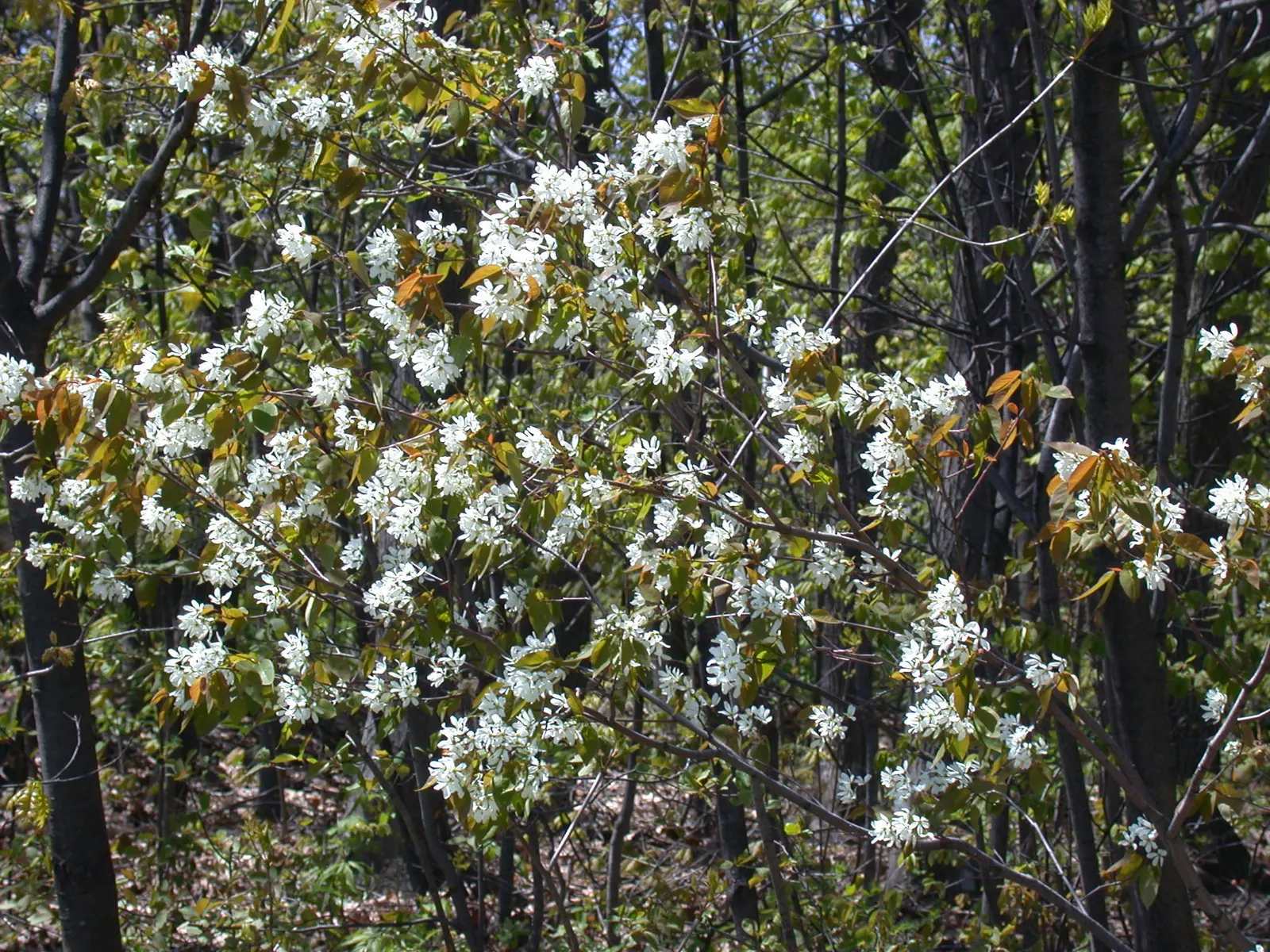 Allegheny Serviceberry (Amelanchier Laevis) — such as bees and butterflies.<br><br>Following flowering; white flowers in the garden