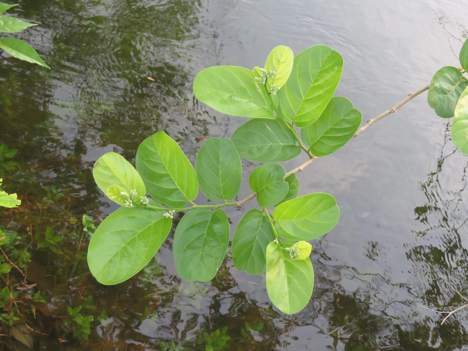Allegheny Serviceberry (Amelanchier Laevis) — is a highly desirable deciduous shrub or small tree for garden landscapes; and exude a subtle fragrance
