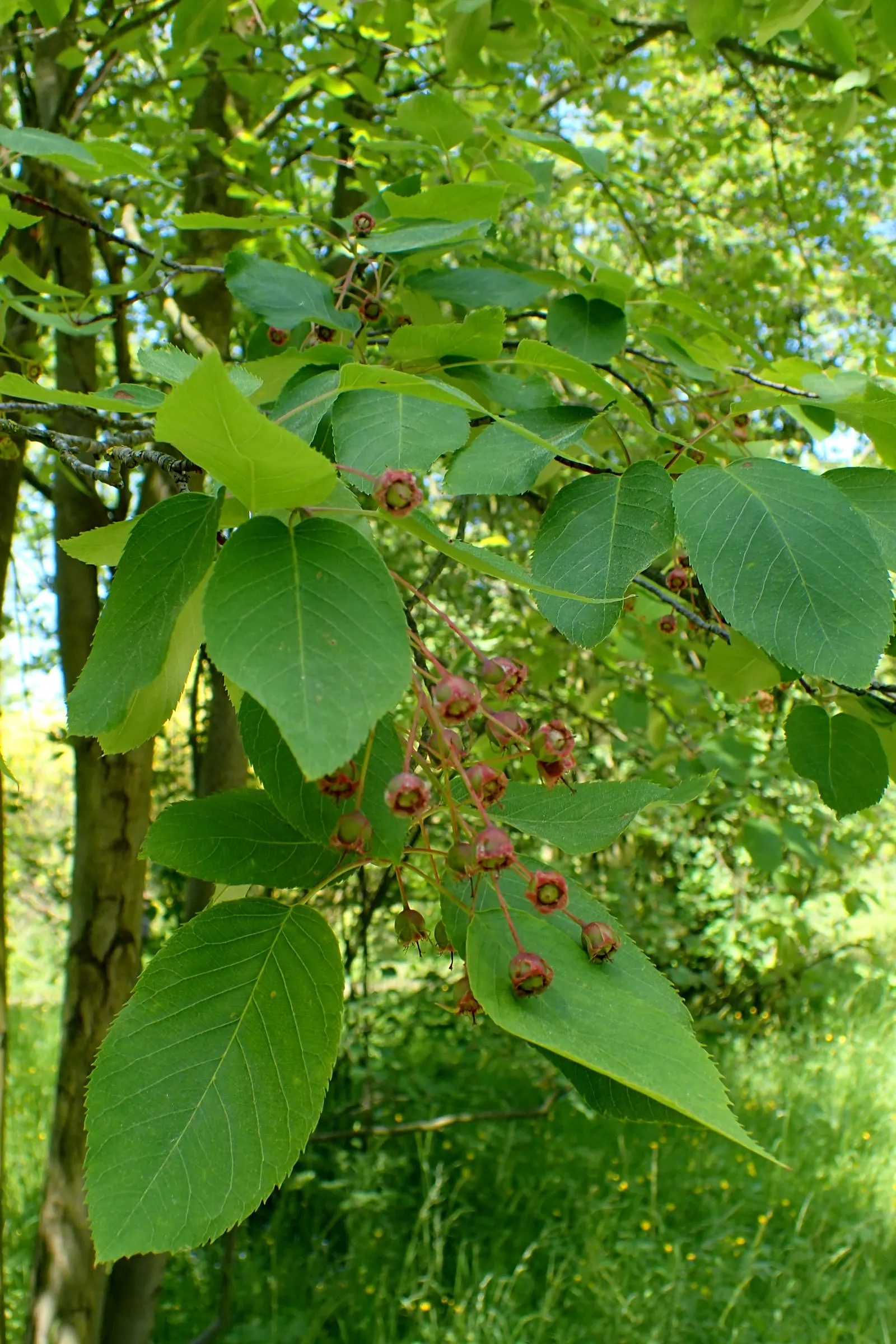 Allegheny Serviceberry (Amelanchier Laevis) — well-drained soils with a slightly acidic pH.<br><br>Elegantly poised with an open