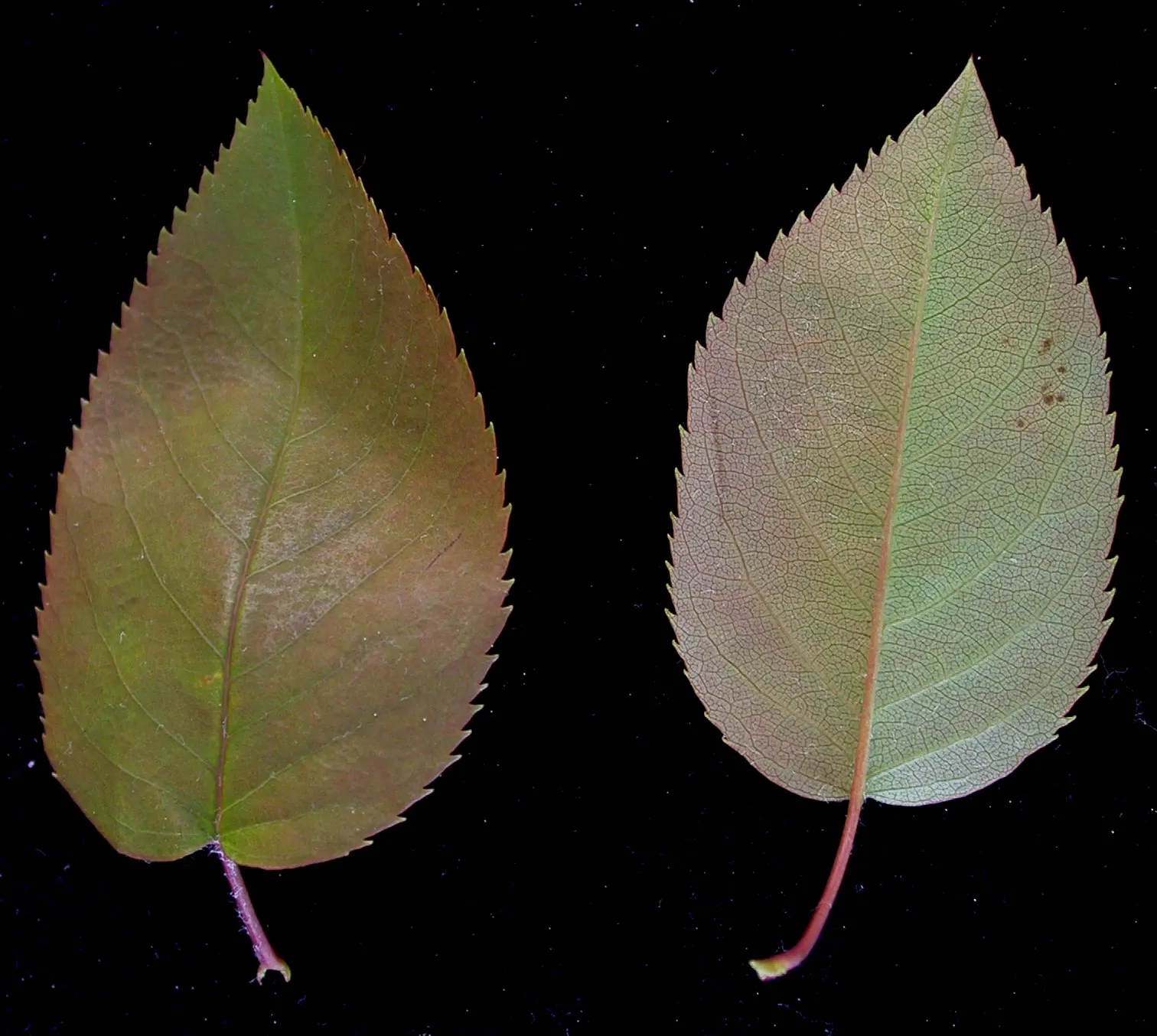 Allegheny Serviceberry (Amelanchier Laevis) — These are relished by birds and can be used in jellies and pies