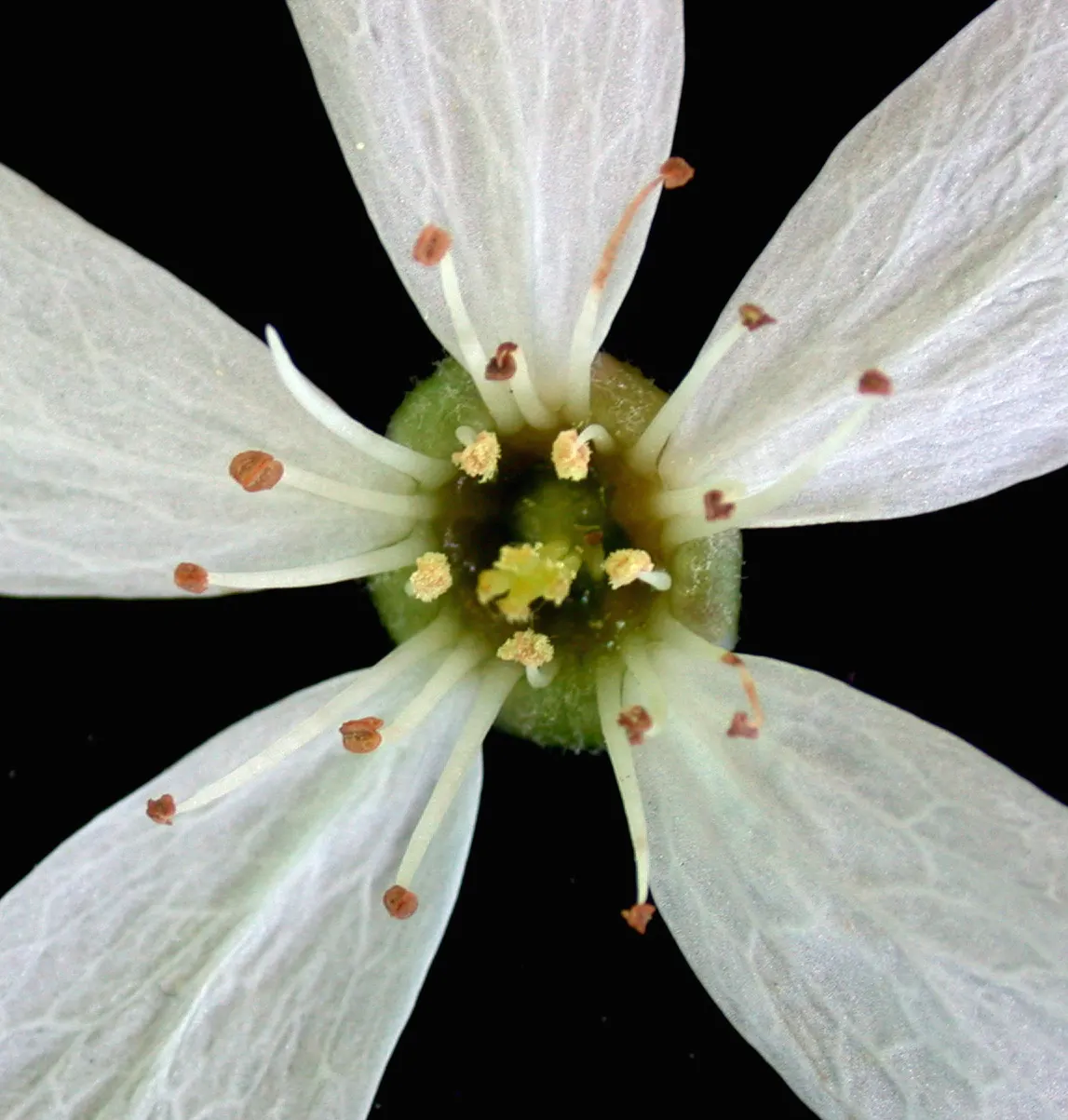 Allegheny Serviceberry (Amelanchier Laevis) — The five-petaled star-shaped flowers are a soft white hue; primarily for shape or to remove any dead or damaged