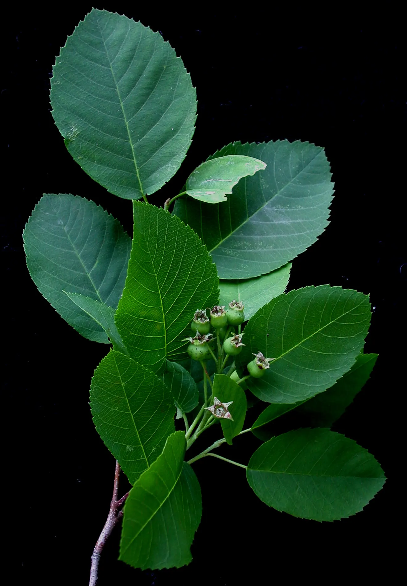 Allegheny Serviceberry (Amelanchier Laevis) — The blossoms provide an early nectar source for pollinators