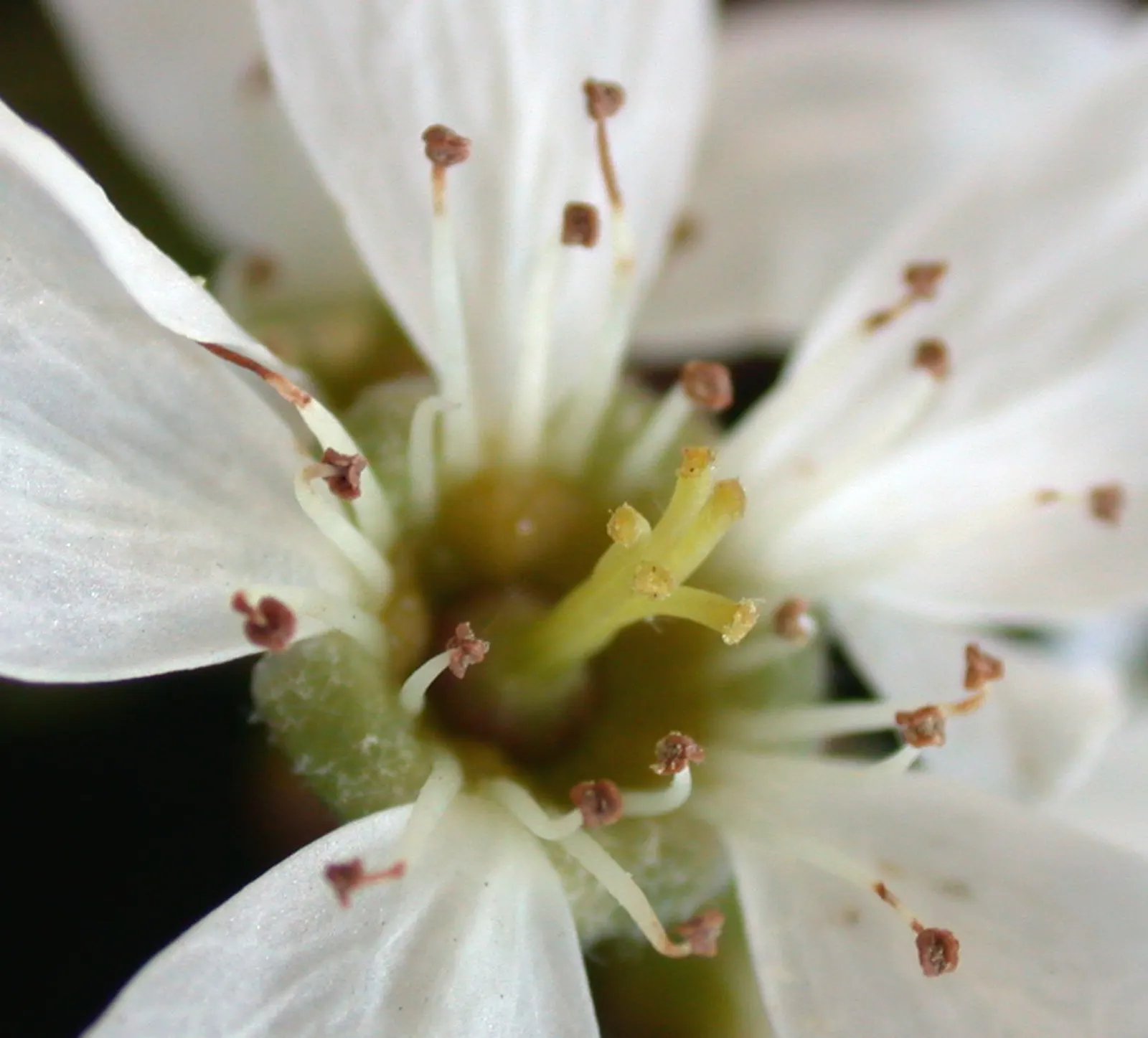 Allegheny Serviceberry (Amelanchier Laevis) — typically about 3/4 to 1 inch in diameter
