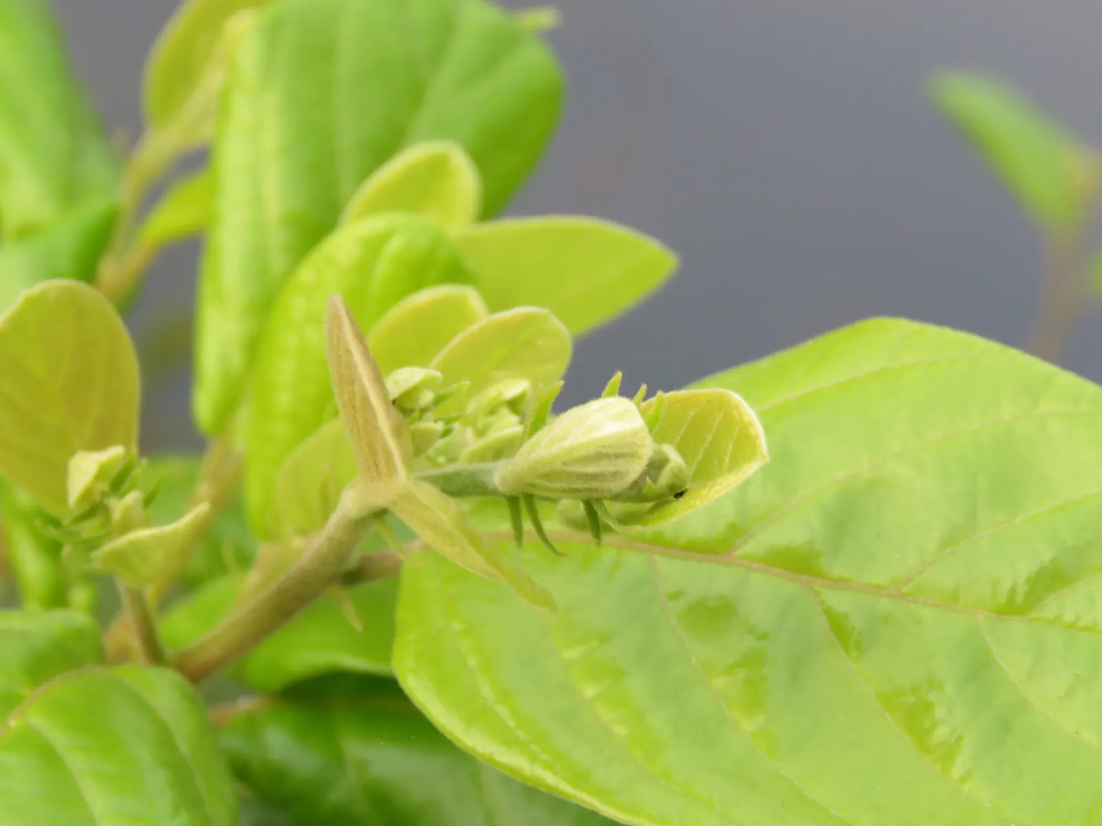 Allegheny Serviceberry (Amelanchier Laevis) — it displays delicate white flowers in spring; the five-petaled star-shaped flowers are a soft white hue