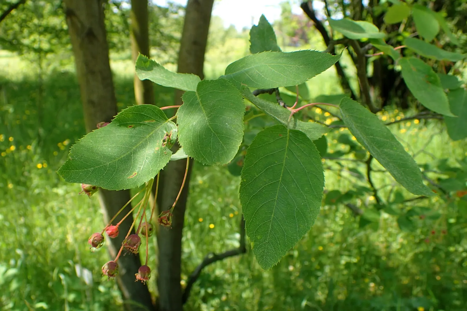 Allegheny Serviceberry (Amelanchier Laevis) — With a moderate growth rate; reaching a mature height of about 15 to 25 feet with a similar spread