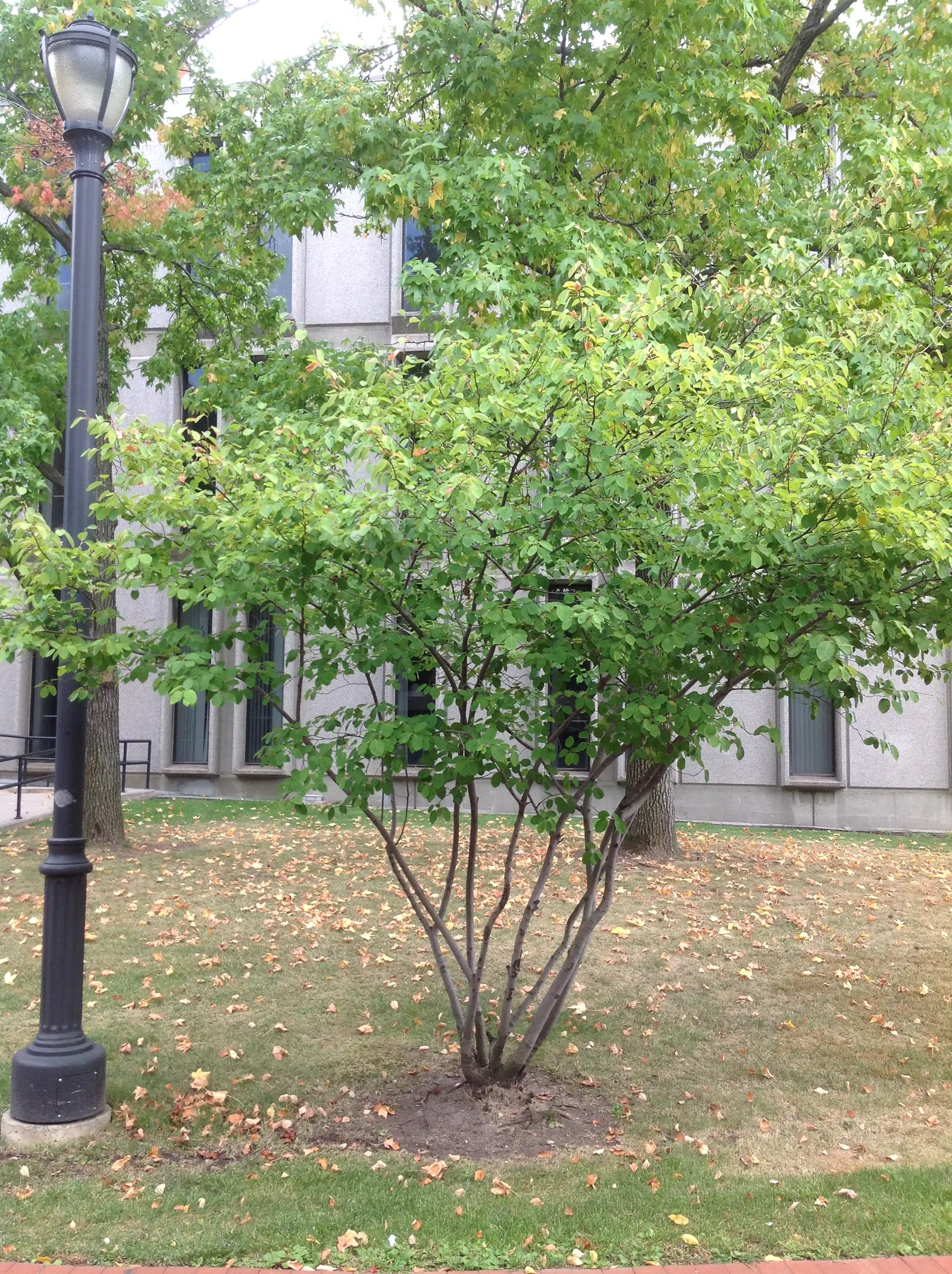 Allegheny Serviceberry (Amelanchier Laevis) — oblong leaves of the Allegheny Serviceberry are a lustrous dark green in summer; turning to striking shades of