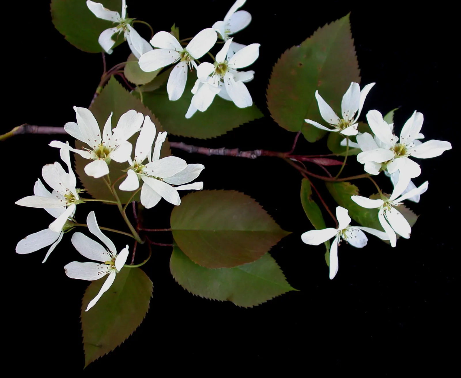 Allegheny Serviceberry (Amelanchier Laevis) — making it a versatile choice for landscapes