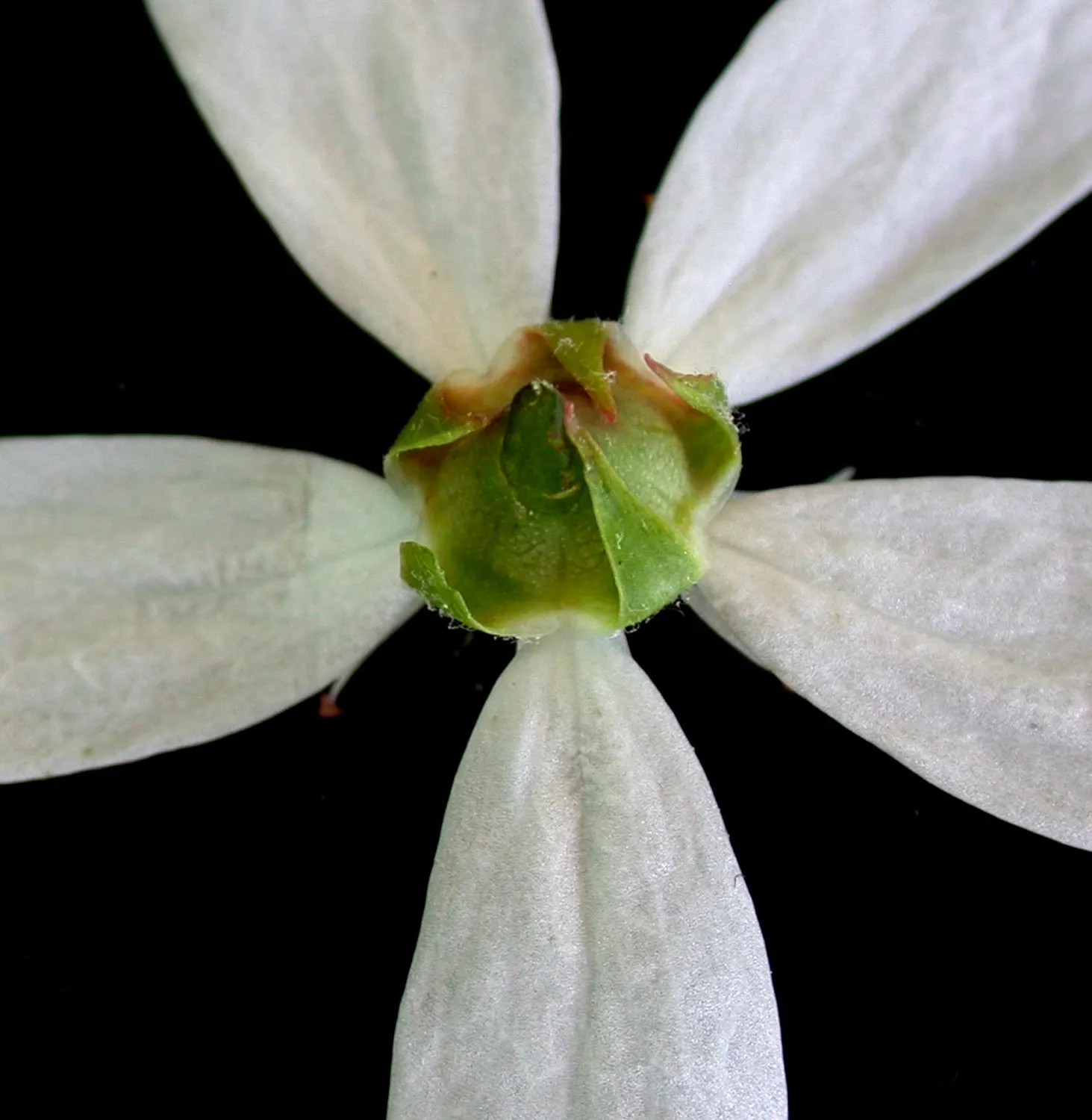 Allegheny Serviceberry (Amelanchier Laevis) — Prized for its multi-season interest